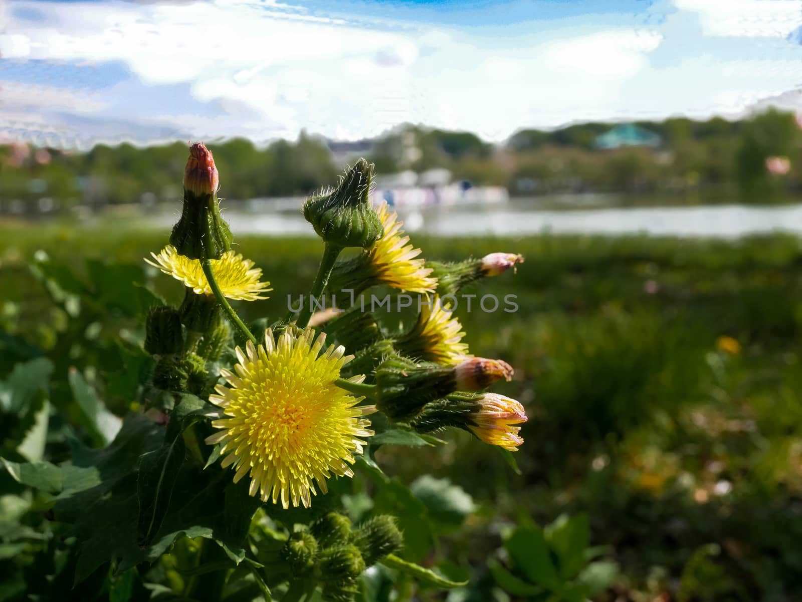 Yellow dandelions on the green meadow, A beautiful yellow flower focused, and the rest of the other flowers out of focus in a pretty meadow, you can see very detailed the petals.