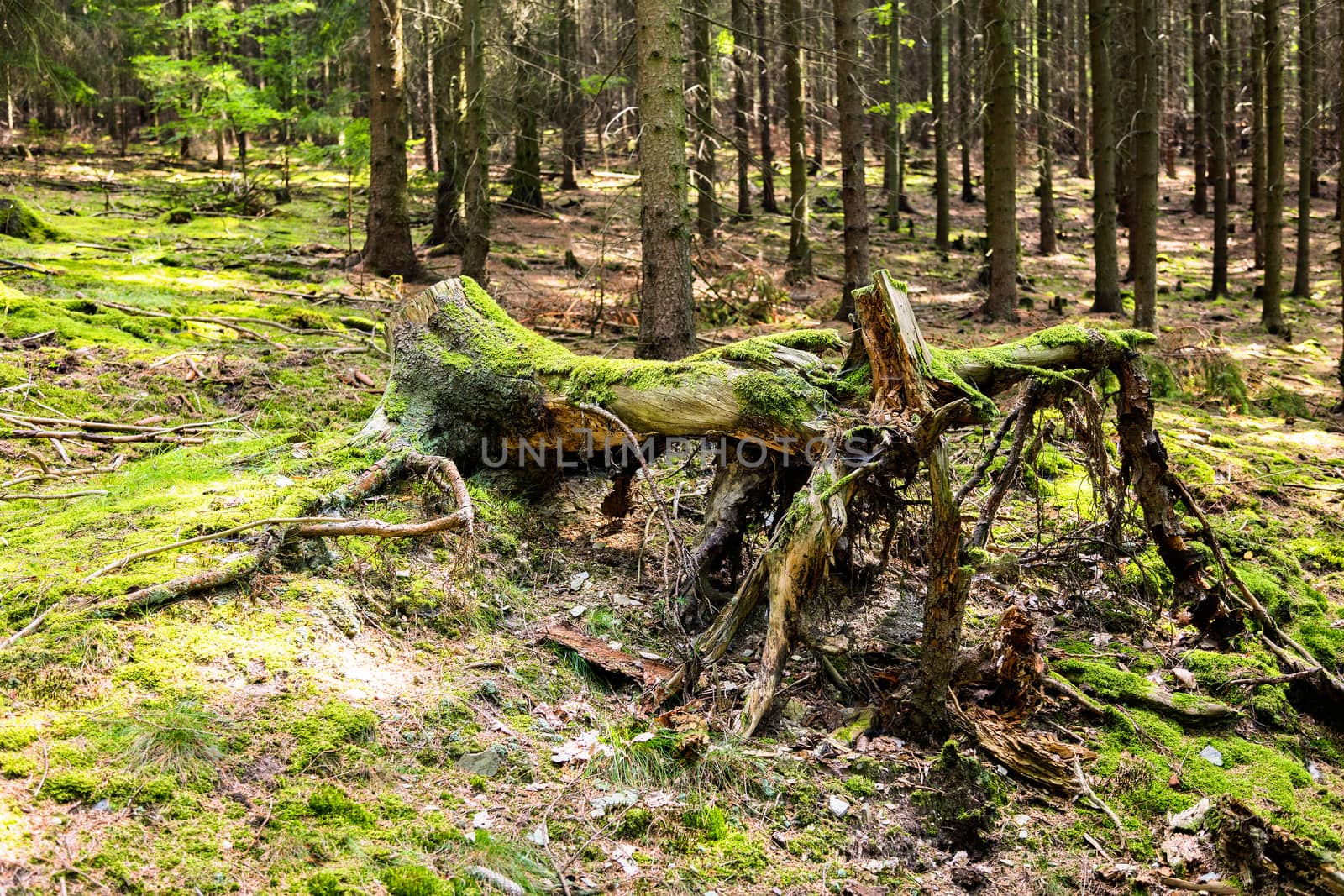 The spruce forest stump with grass on ground