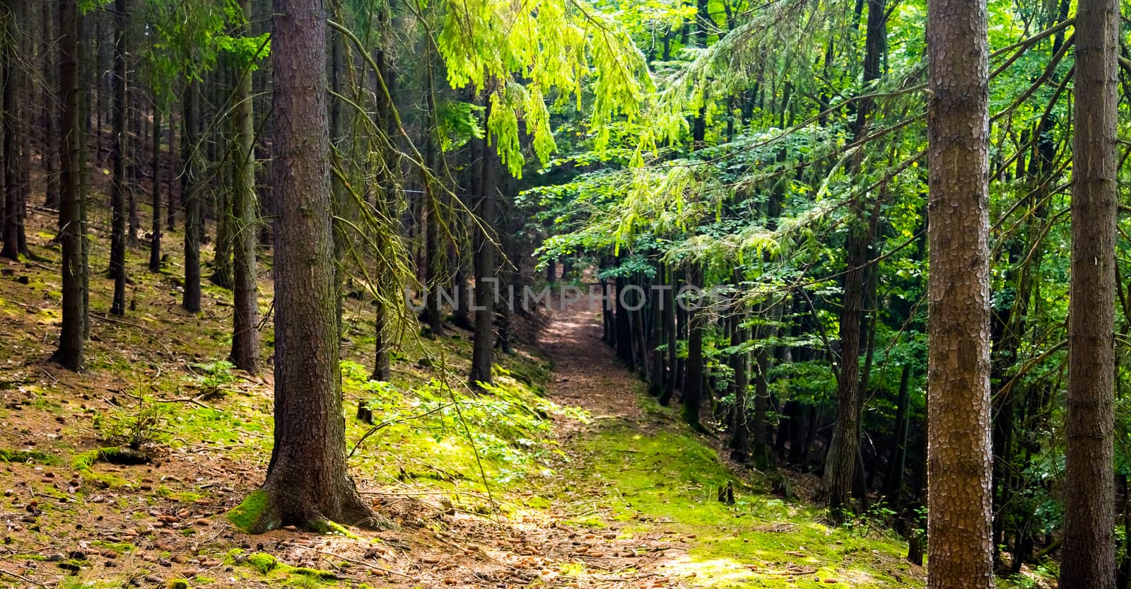 The spruce forest path by hanusst