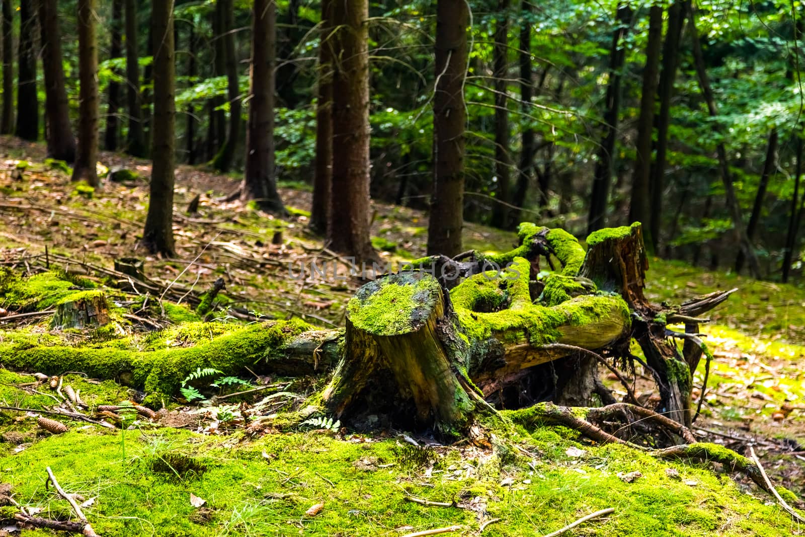 The primeval forest with mossed stump