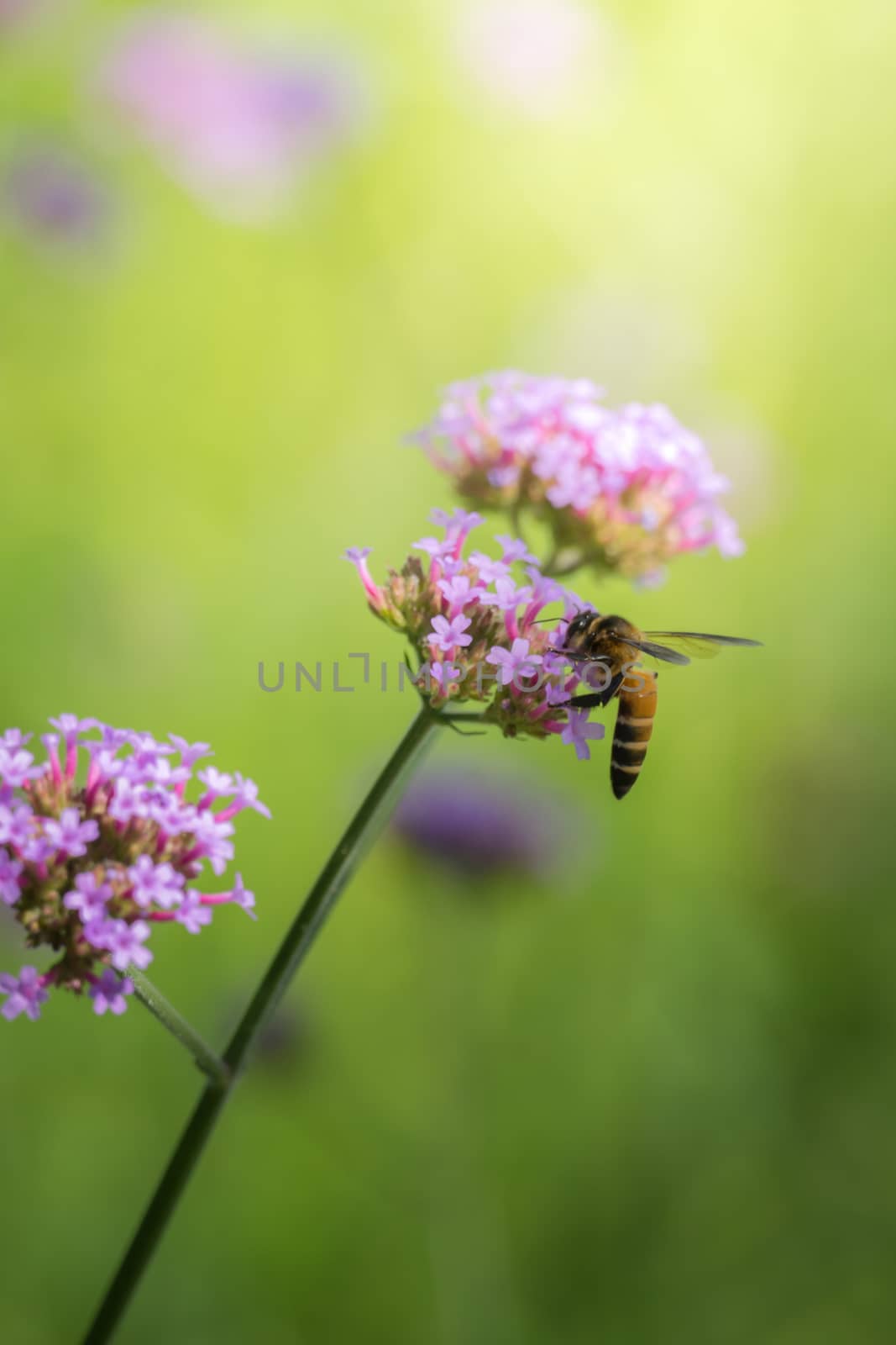 The background image of the colorful flowers, background nature