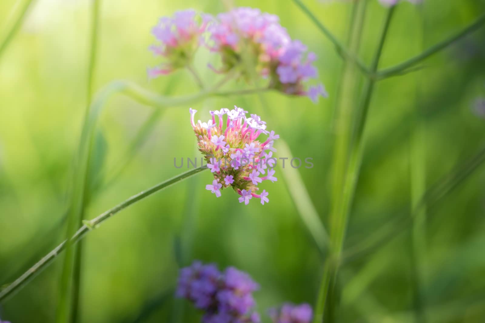 The background image of the colorful flowers, background nature