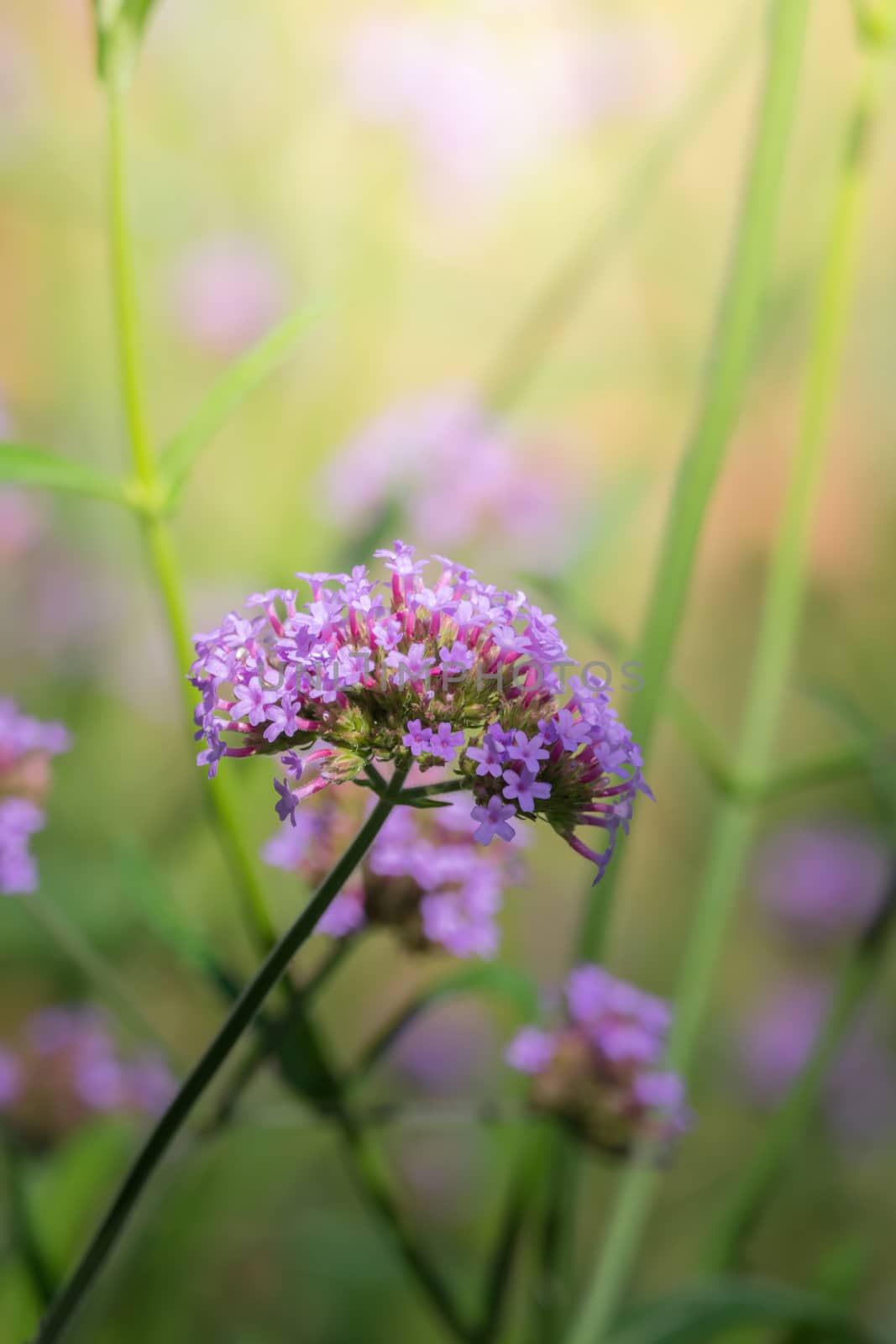 The background image of the colorful flowers, background nature