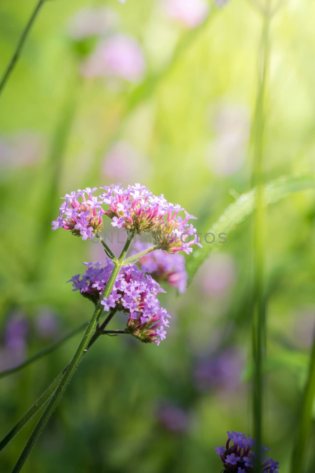 The background image of the colorful flowers, background nature