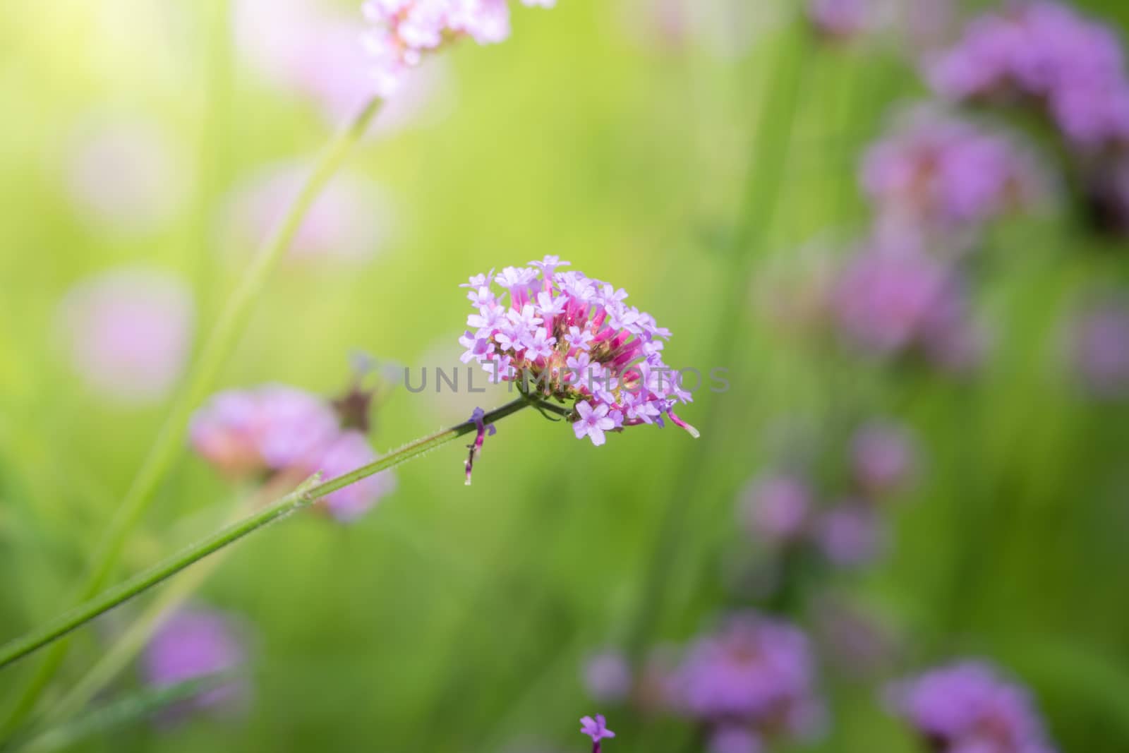 The background image of the colorful flowers, background nature