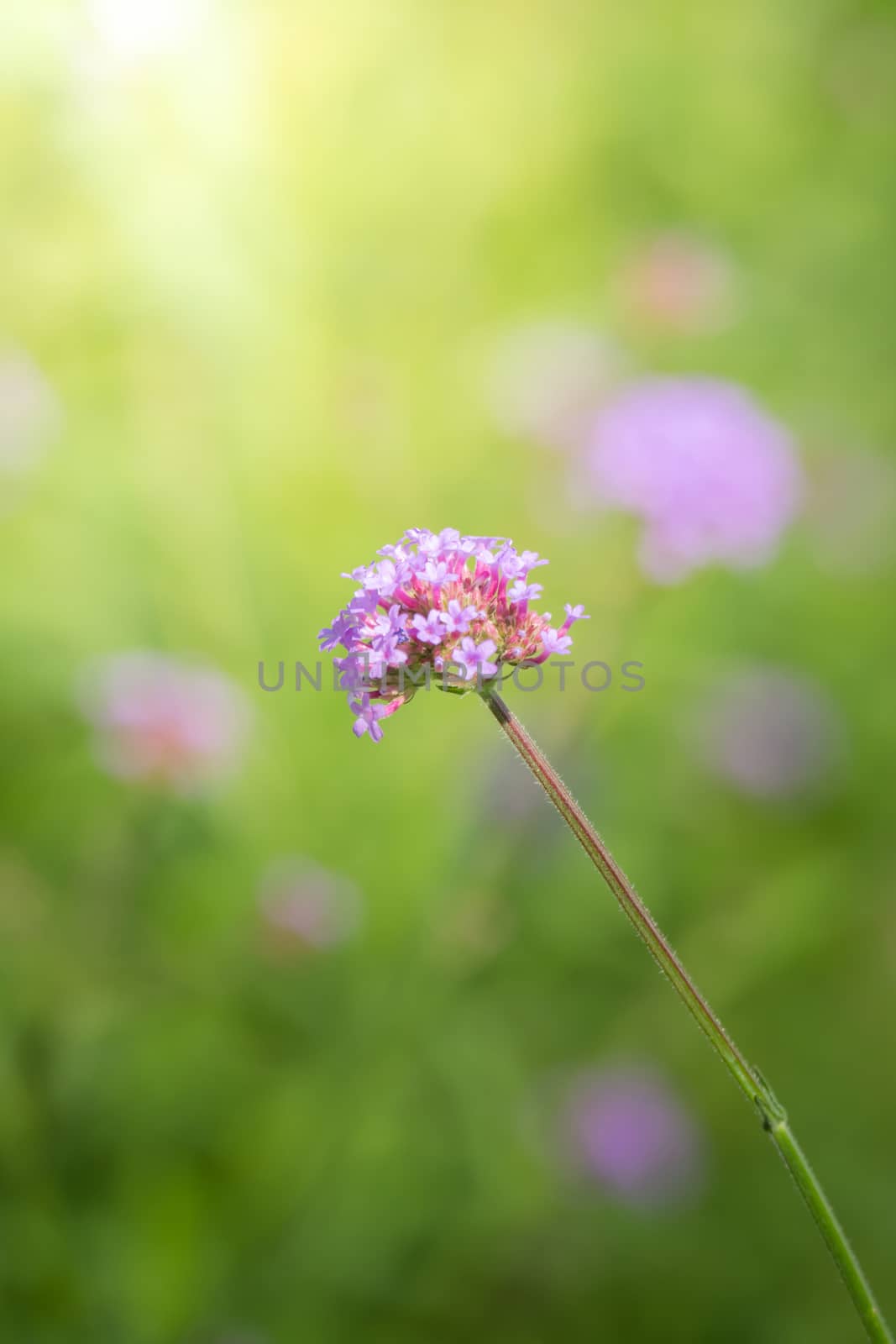 The background image of the colorful flowers, background nature