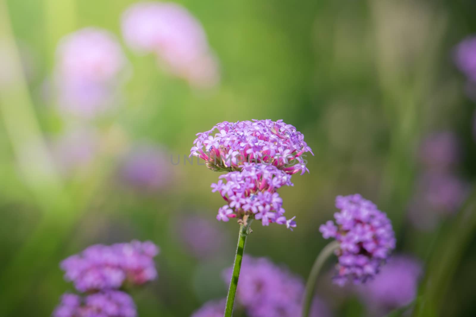 The background image of the colorful flowers by teerawit