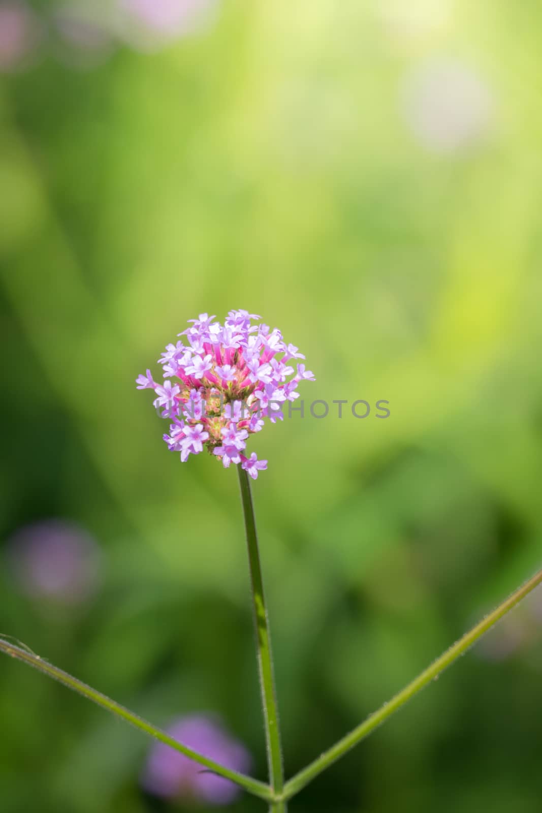 The background image of the colorful flowers, background nature