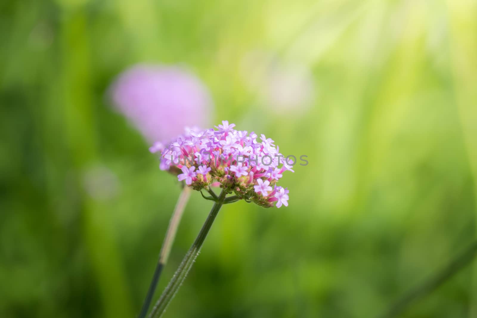 The background image of the colorful flowers by teerawit