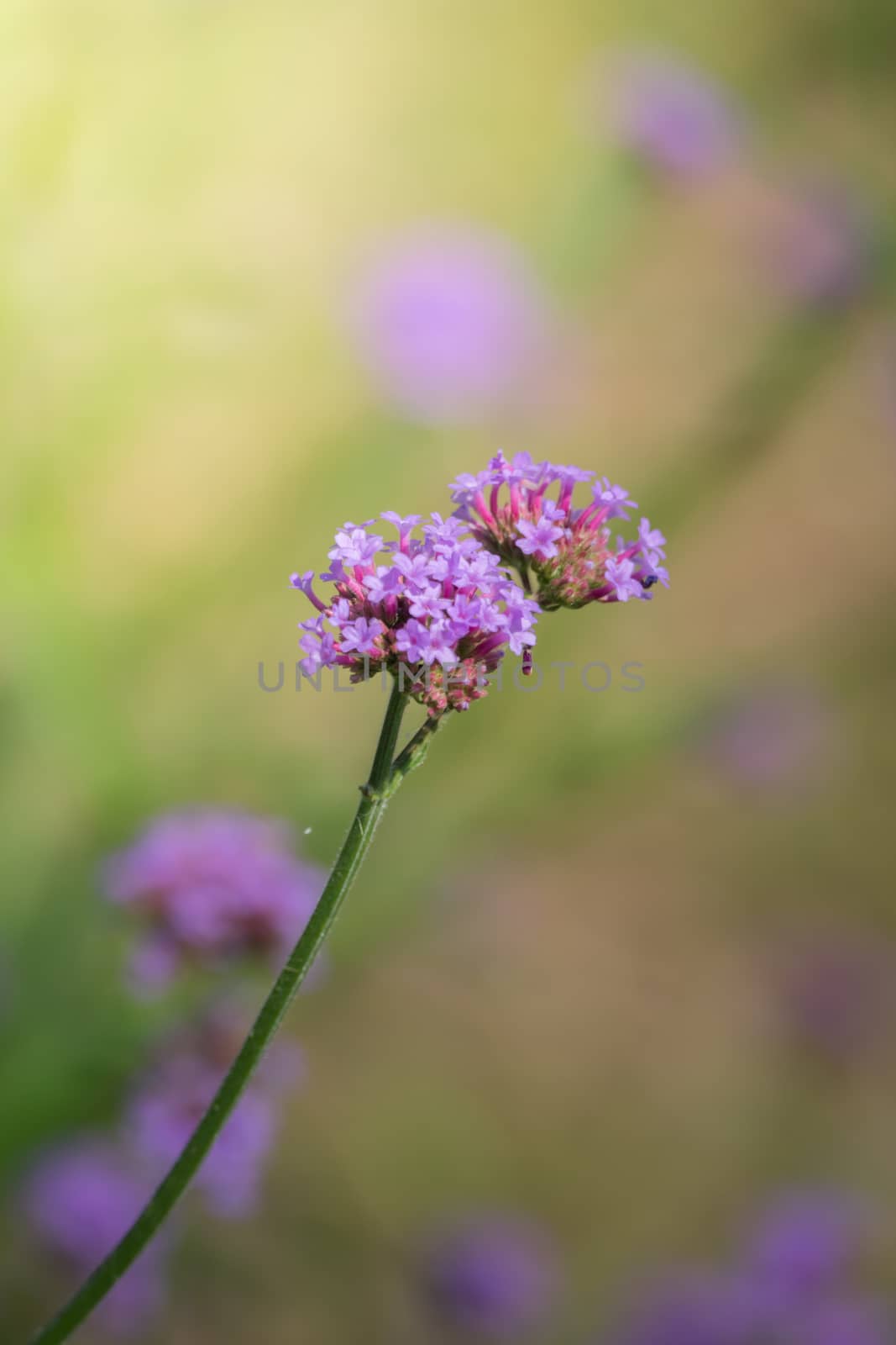 The background image of the colorful flowers, background nature