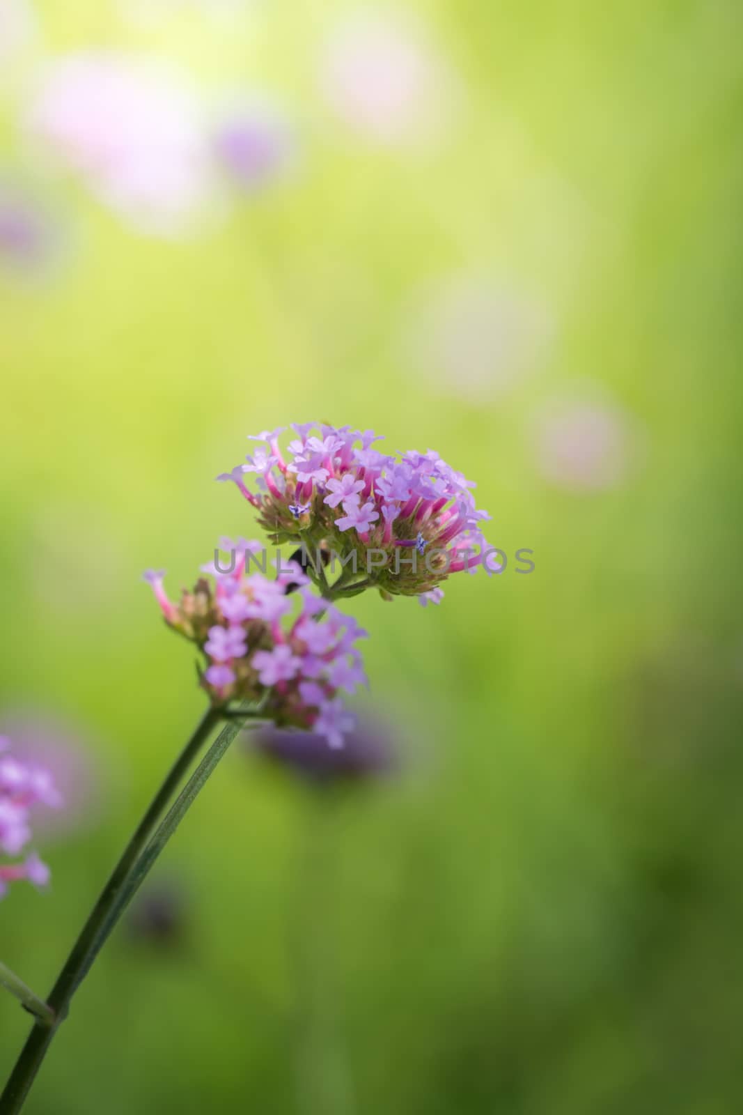 The background image of the colorful flowers, background nature