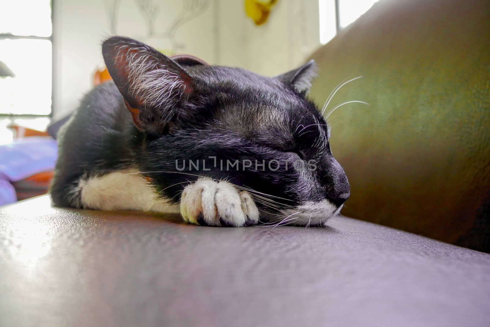 Sleeping cat. Animal, eyes. Cat sleeping by sofa.