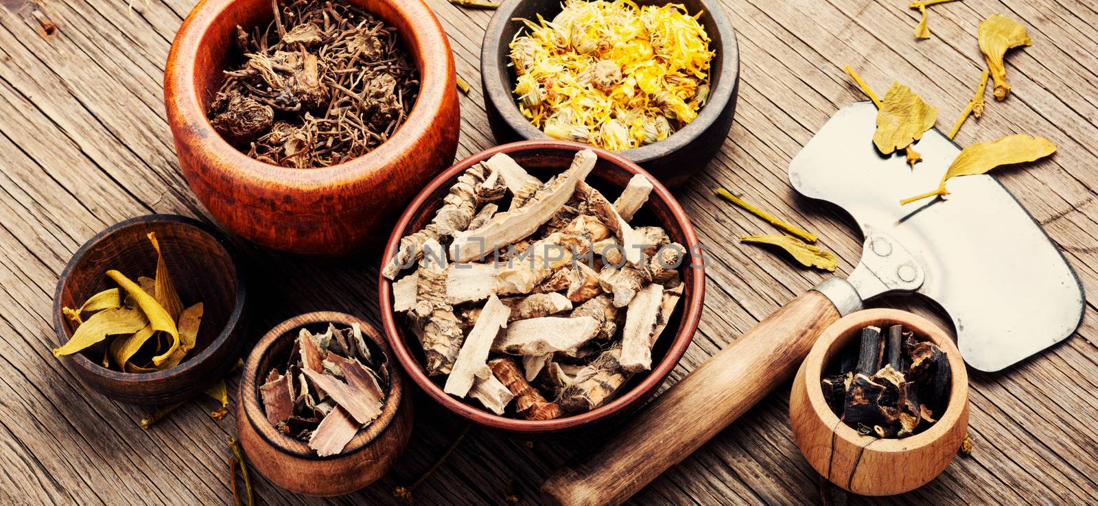 Healing herbs in wooden bowl, dried plants and root, herbal medicine.Herbalism