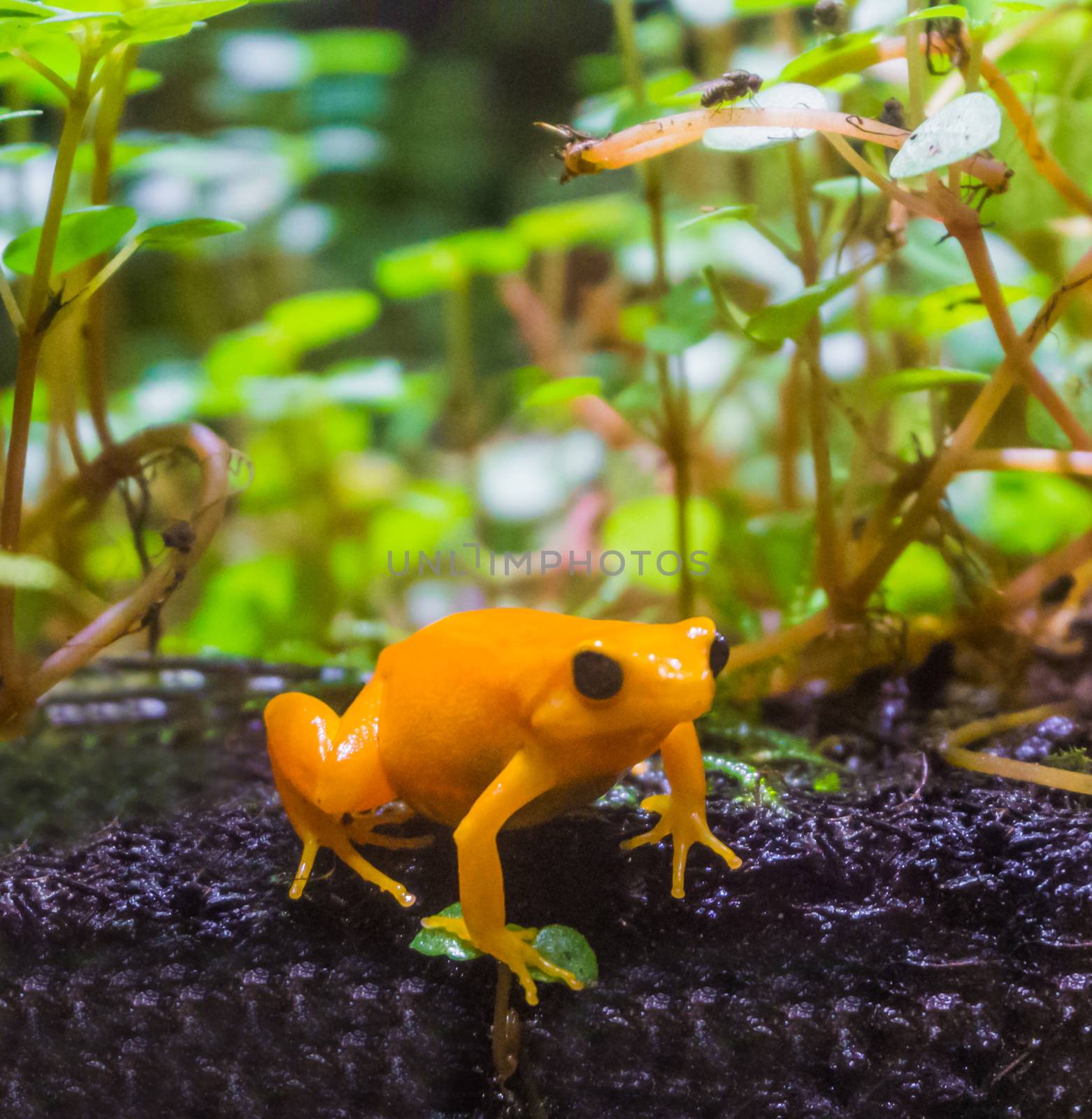 yellow poison dart frog a dangerous small poisonous frog from america macro closeup by charlottebleijenberg