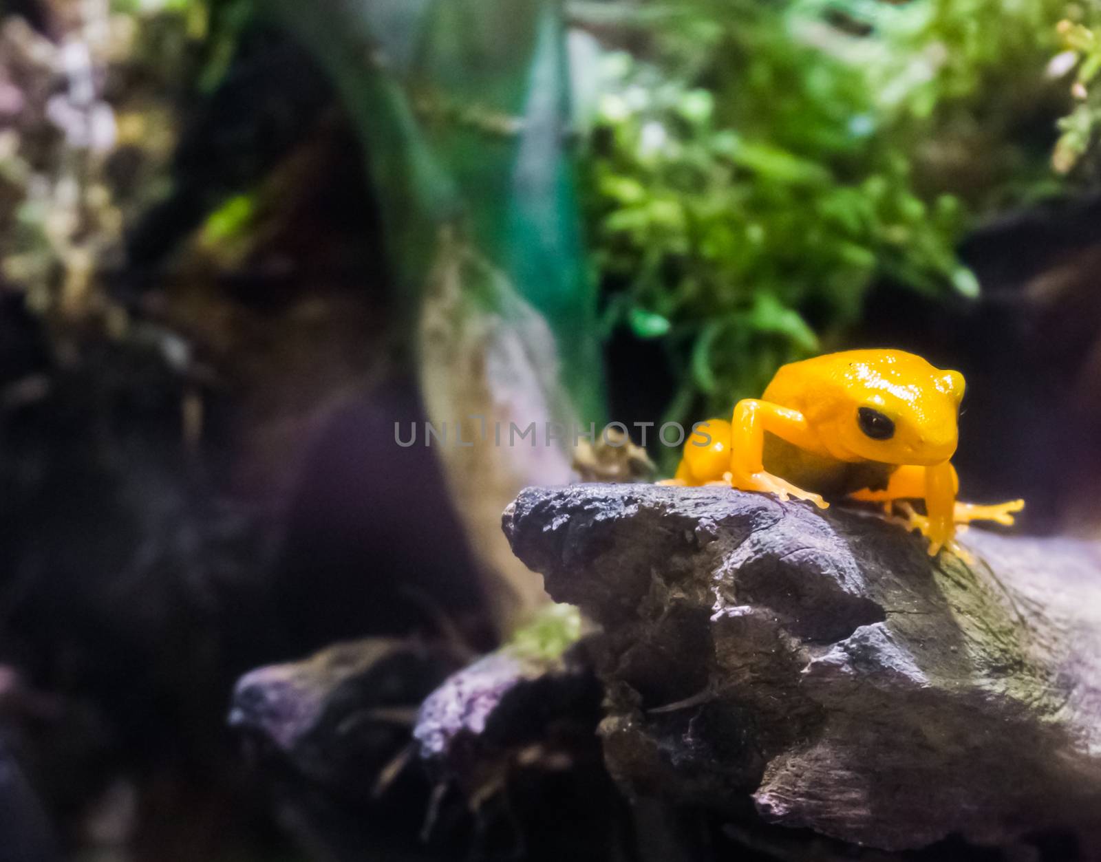 Yellow poison dart frog sitting on a branch very dangerous poisonous small tiny amphibian from america by charlottebleijenberg