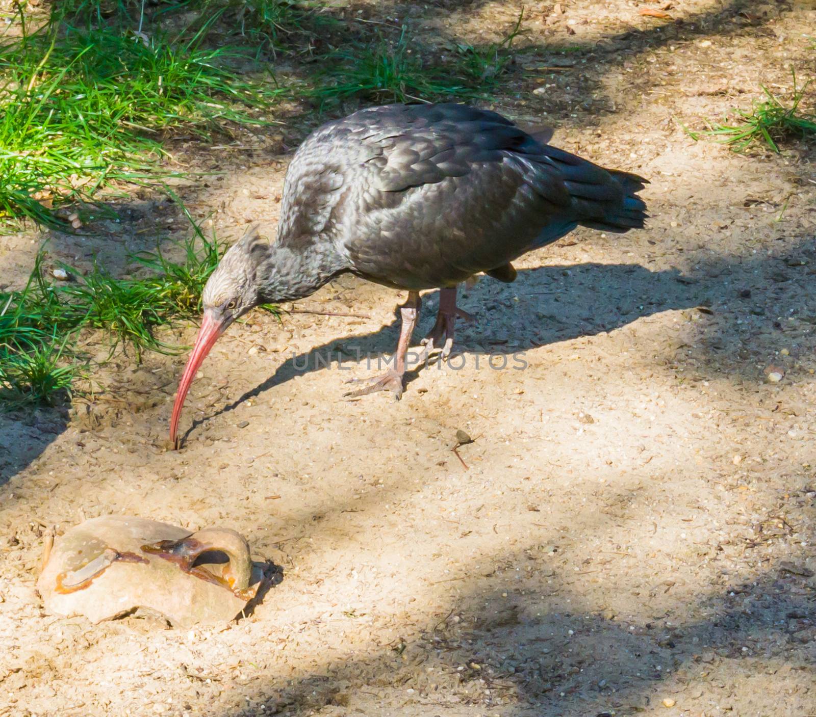 glossy black northern bald hermit ibis bird walking in the sand a closeup animal bird portrait by charlottebleijenberg