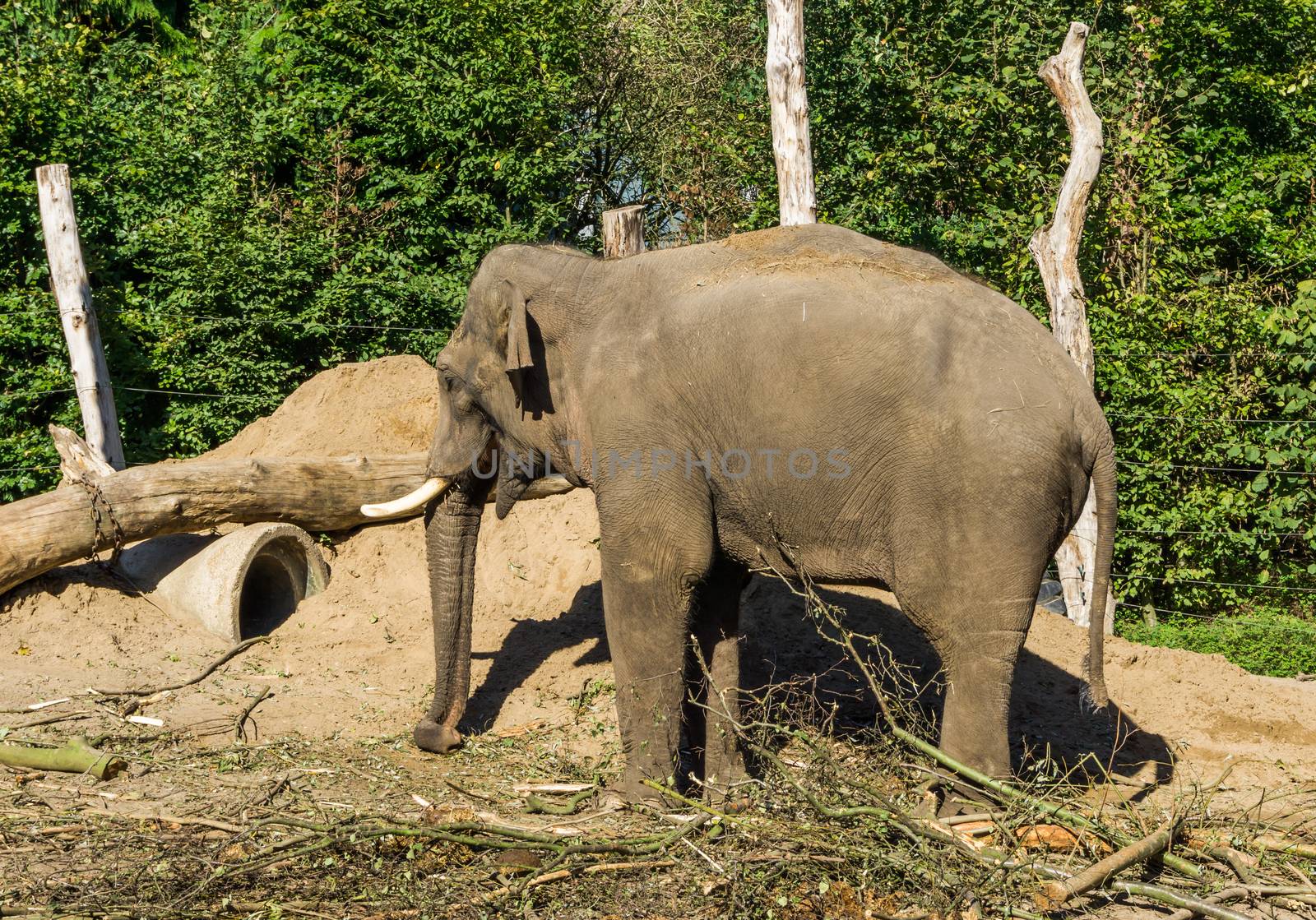 brown african elephant with tusks standing in a sandy plain landscape with trees a animal portrait