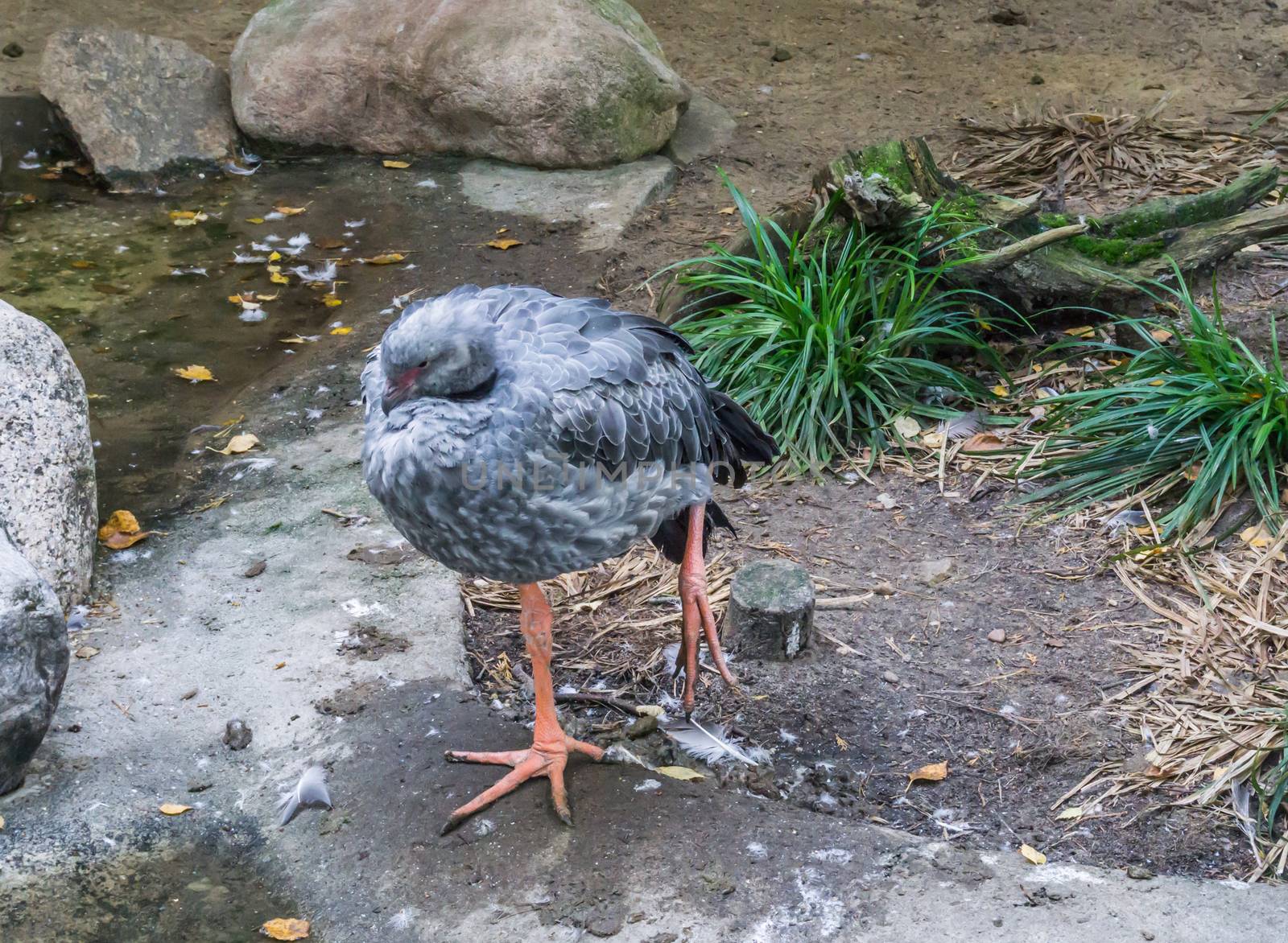 big grey tropical bird standing on one leg and balancing by charlottebleijenberg