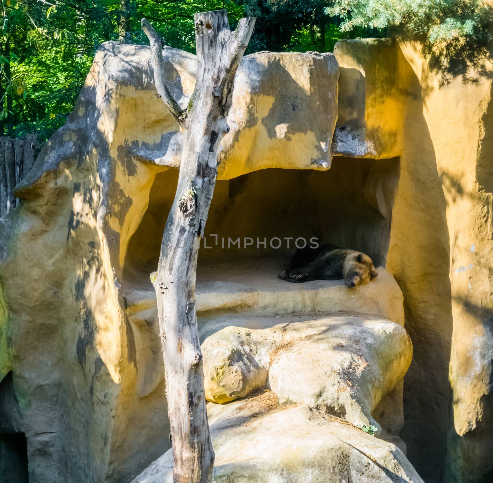 brown grizzly bear laying in his cave home animal wildlife