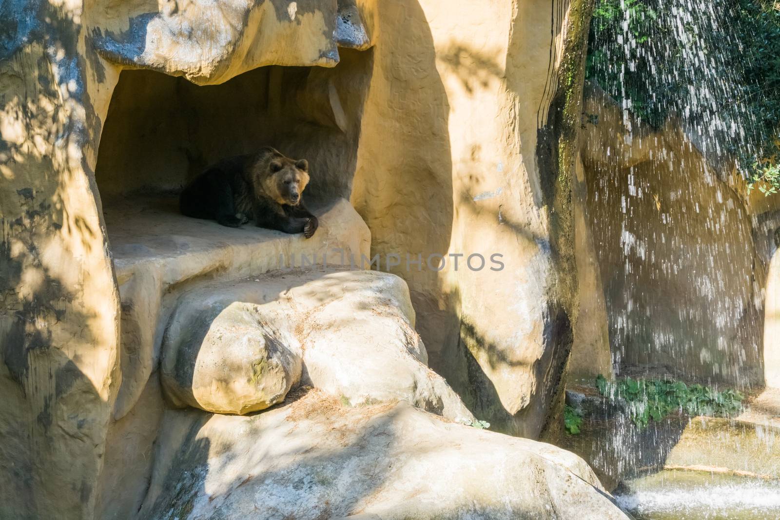 brown grizzly bear sitting in his cave in the mountains with a beautiful waterfall by charlottebleijenberg