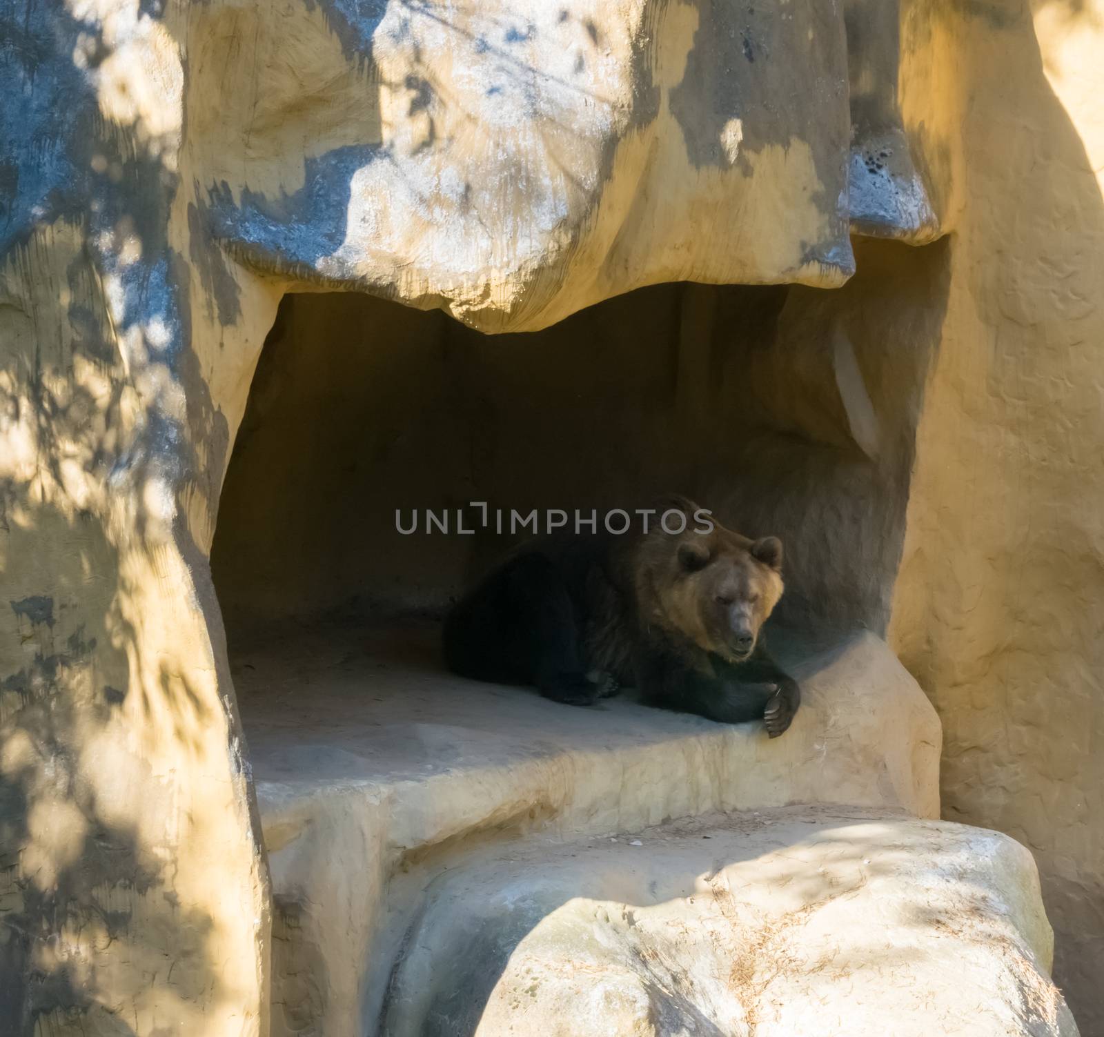 Brown grizzly bear sitting in his cave home in the mountains animal wildlife in nature environment by charlottebleijenberg