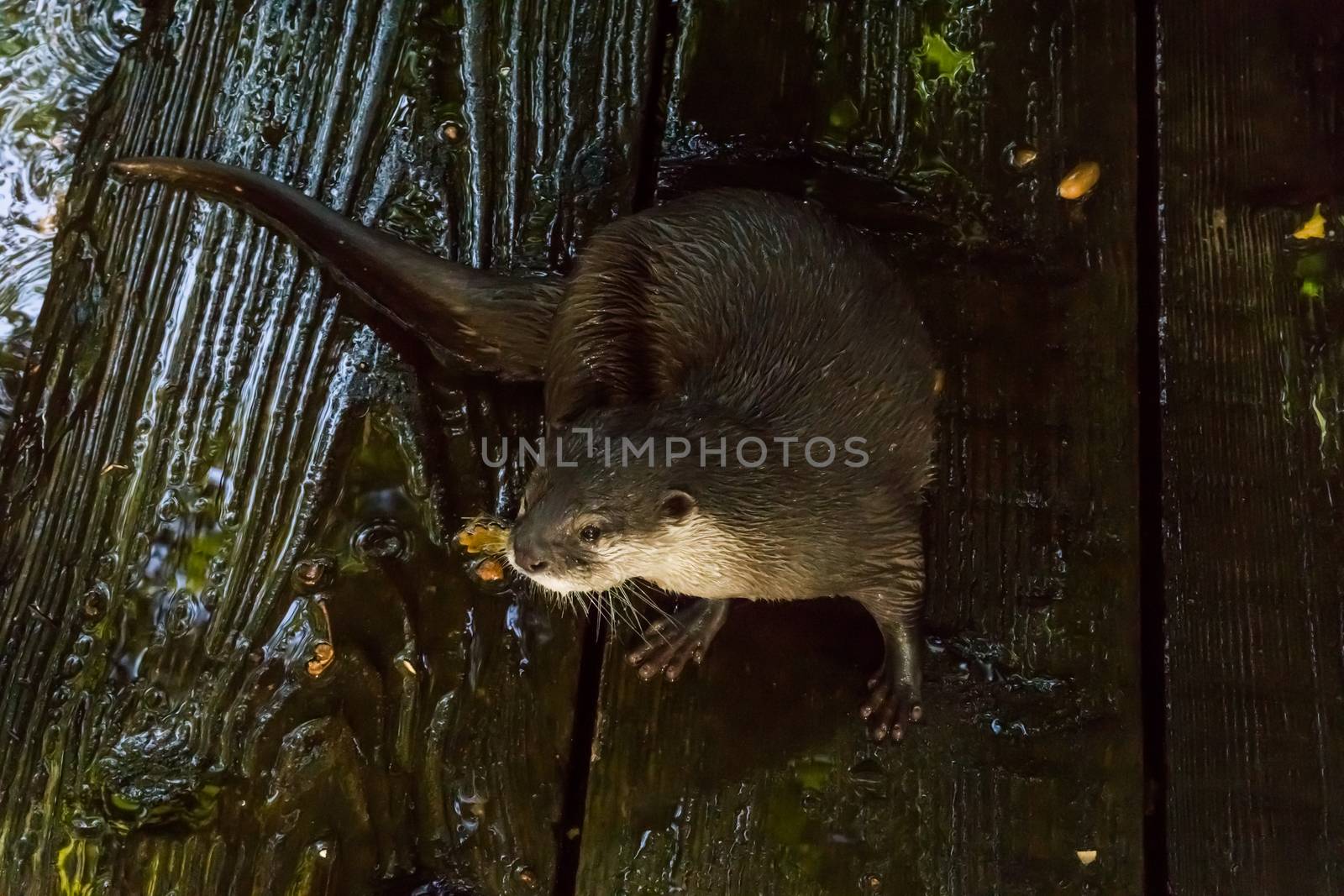 Wet otter sitting on the shore on wet planks animal closeup portrait by charlottebleijenberg