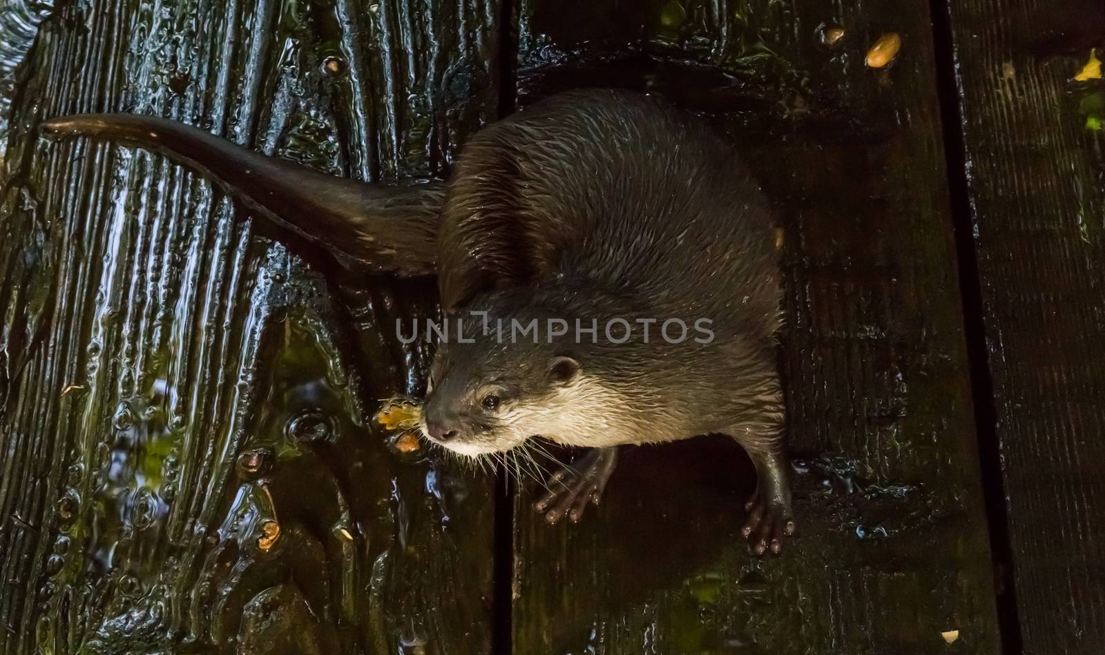 otter with wet hairy fur sitting at the shore on some wet wooden planks water animal portrait by charlottebleijenberg