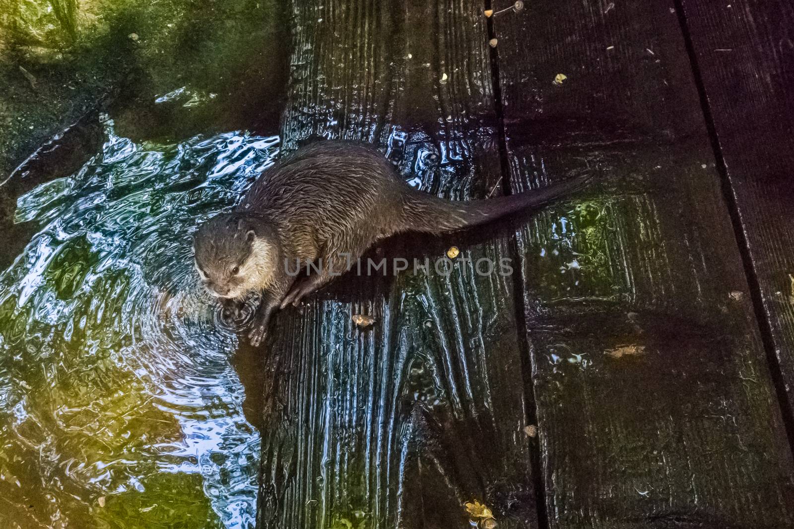 otter sitting at the river side on some wet wooden planks with wet hairy fur water animal portrait