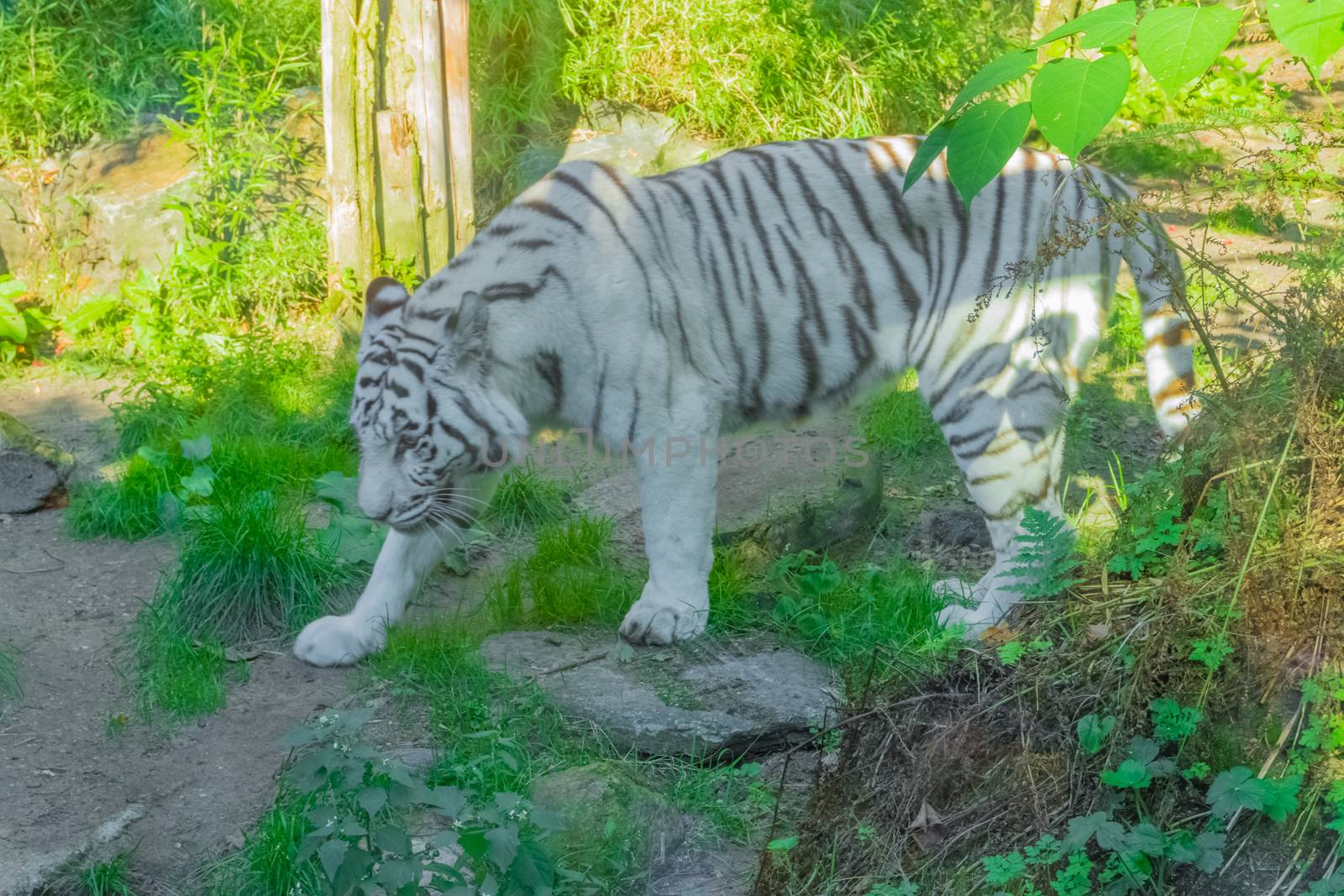 white striped bengal tiger walking around in a forest dangerous animal portrait by charlottebleijenberg