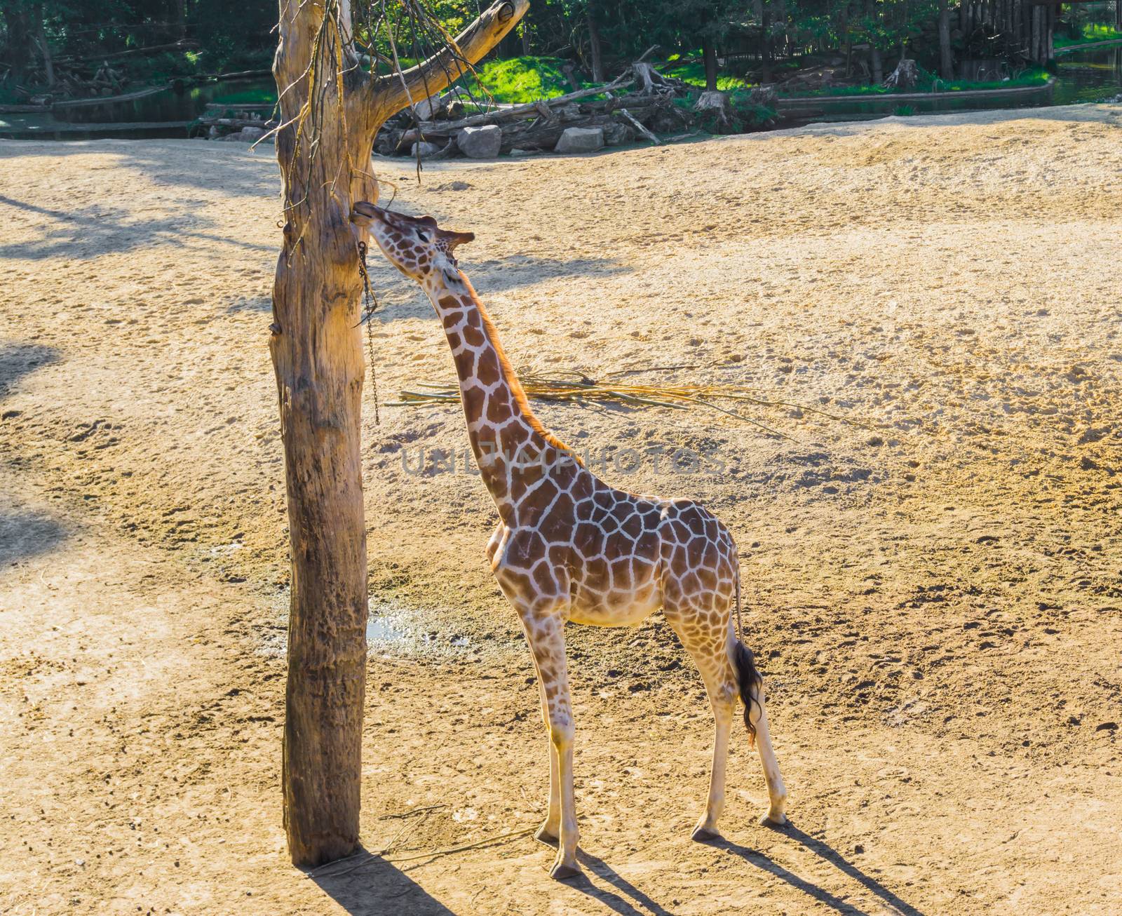 savanna animal portrait of a giraffe reaching and eating from a branch in a tree
