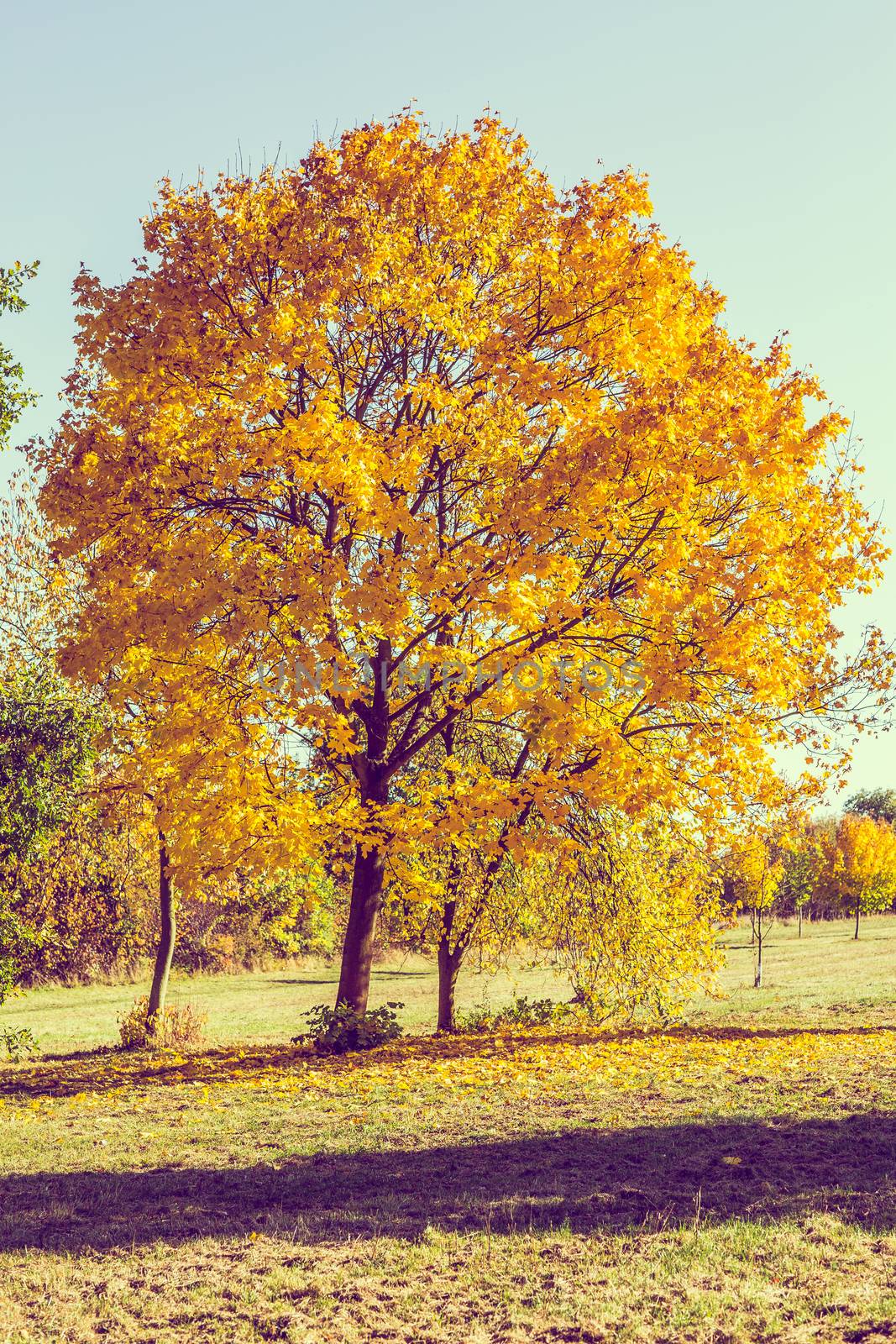 autumn outdoor nature scene with yellow tree