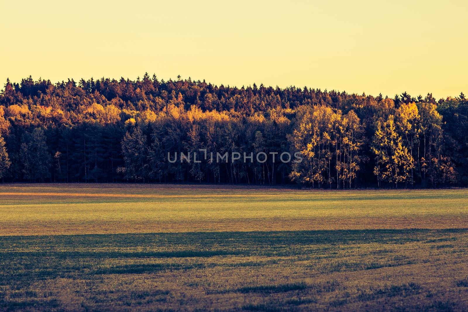 autumn outdoor nature scene with tree by fotoduki