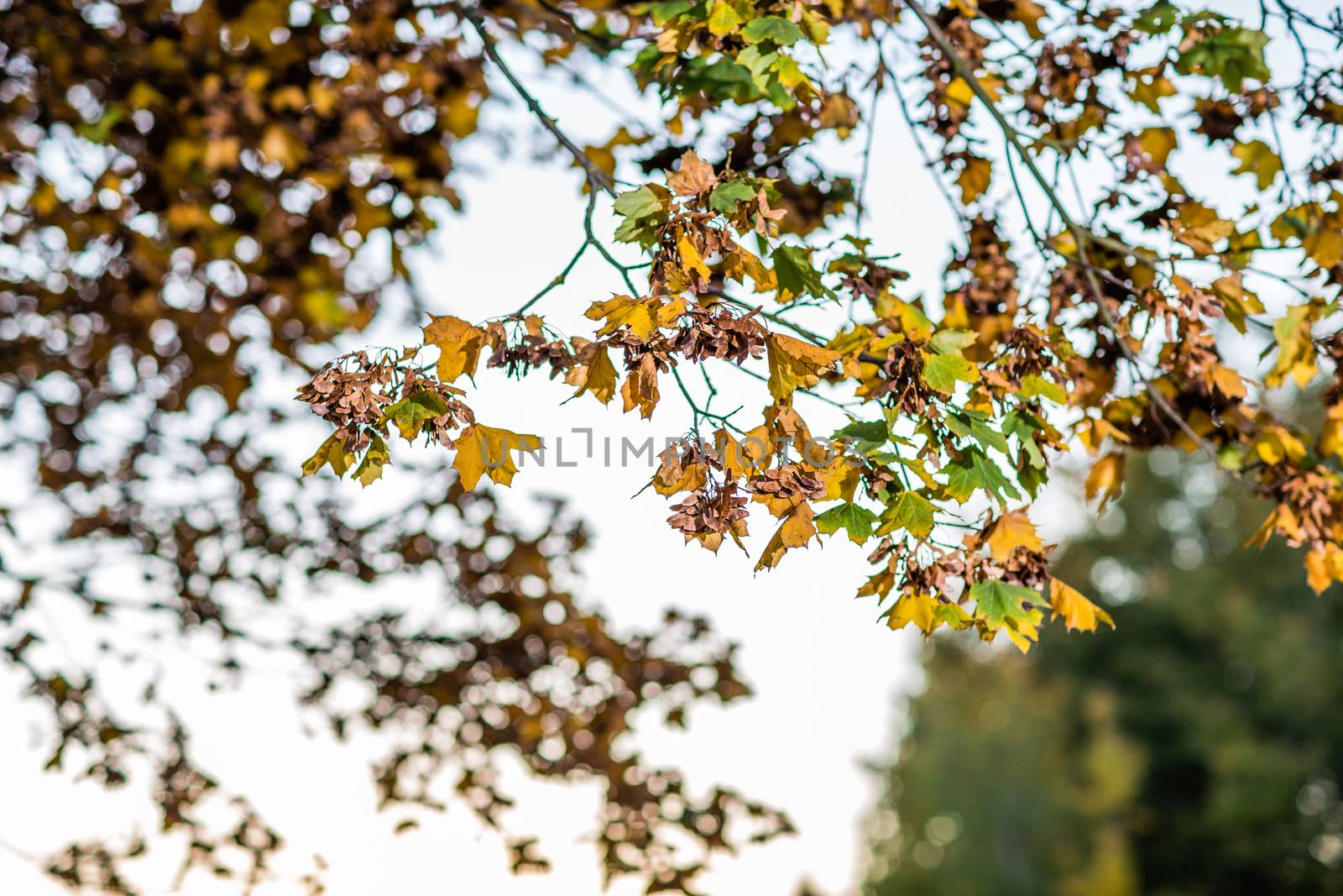 autumn brown nature scene with yellow and green leaves