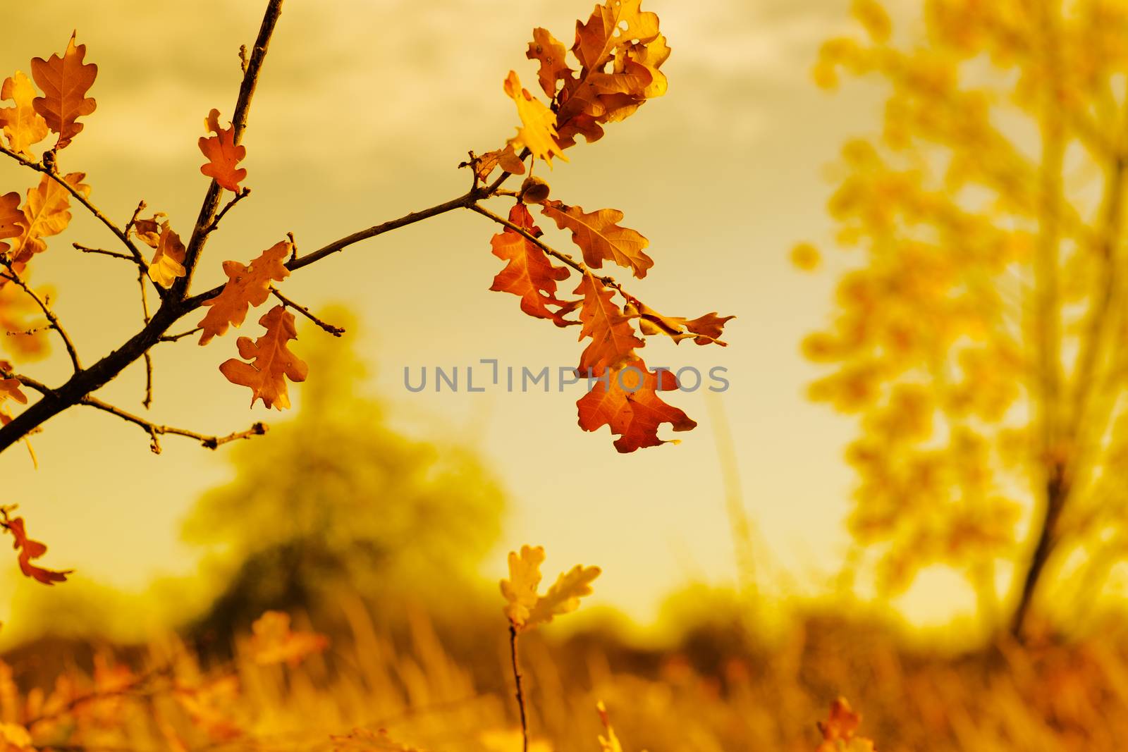 autumn gold nature scene with leaves