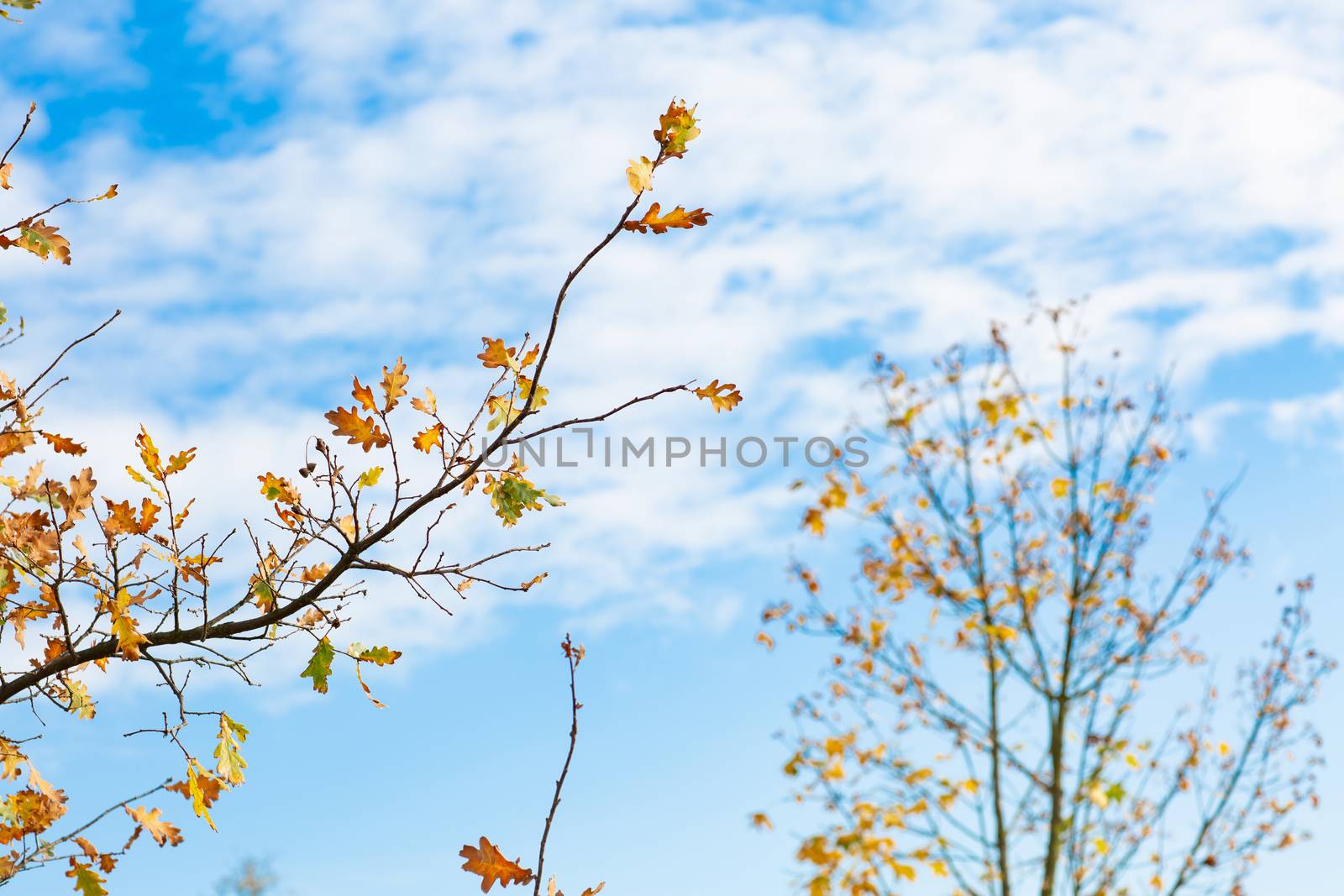 romance autumn nature scene with yellow leaves