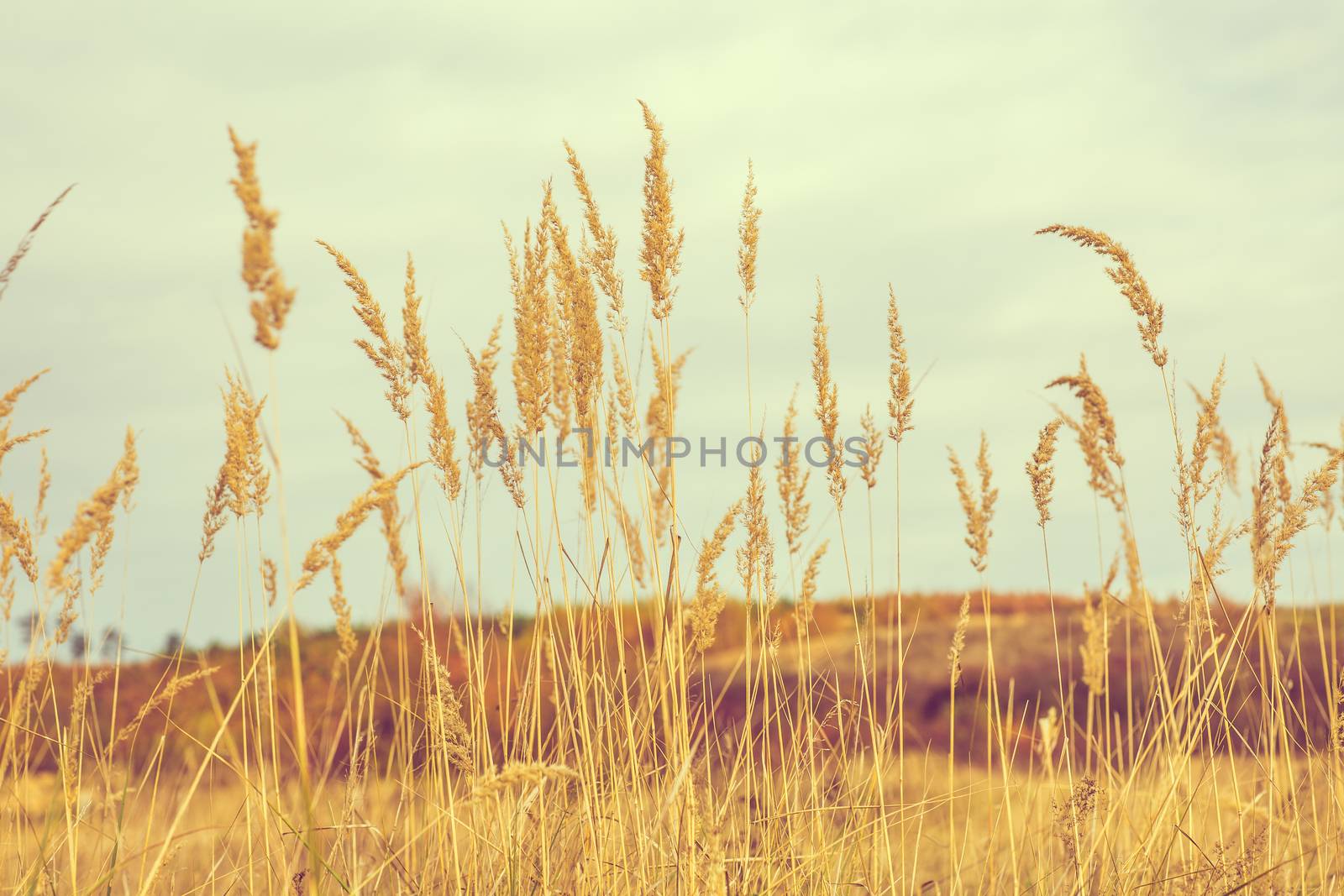 nature outdoor autumn scene with yellow grass