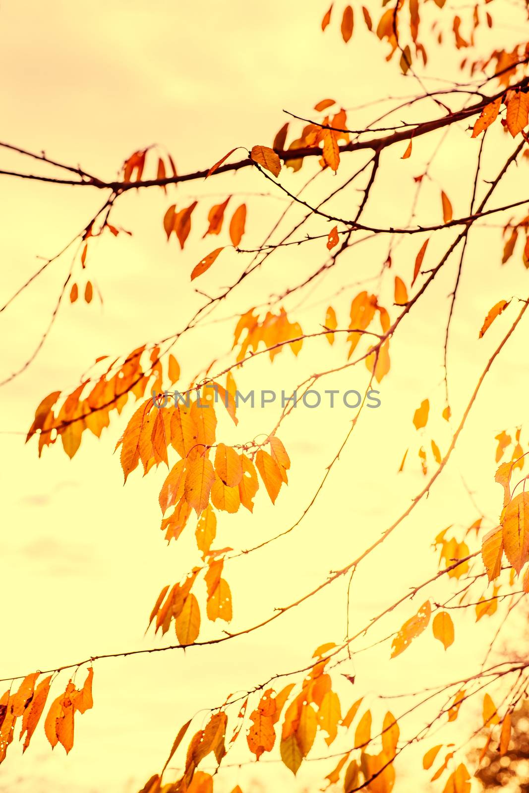 autumn brown nature scene with yellow dry leaves