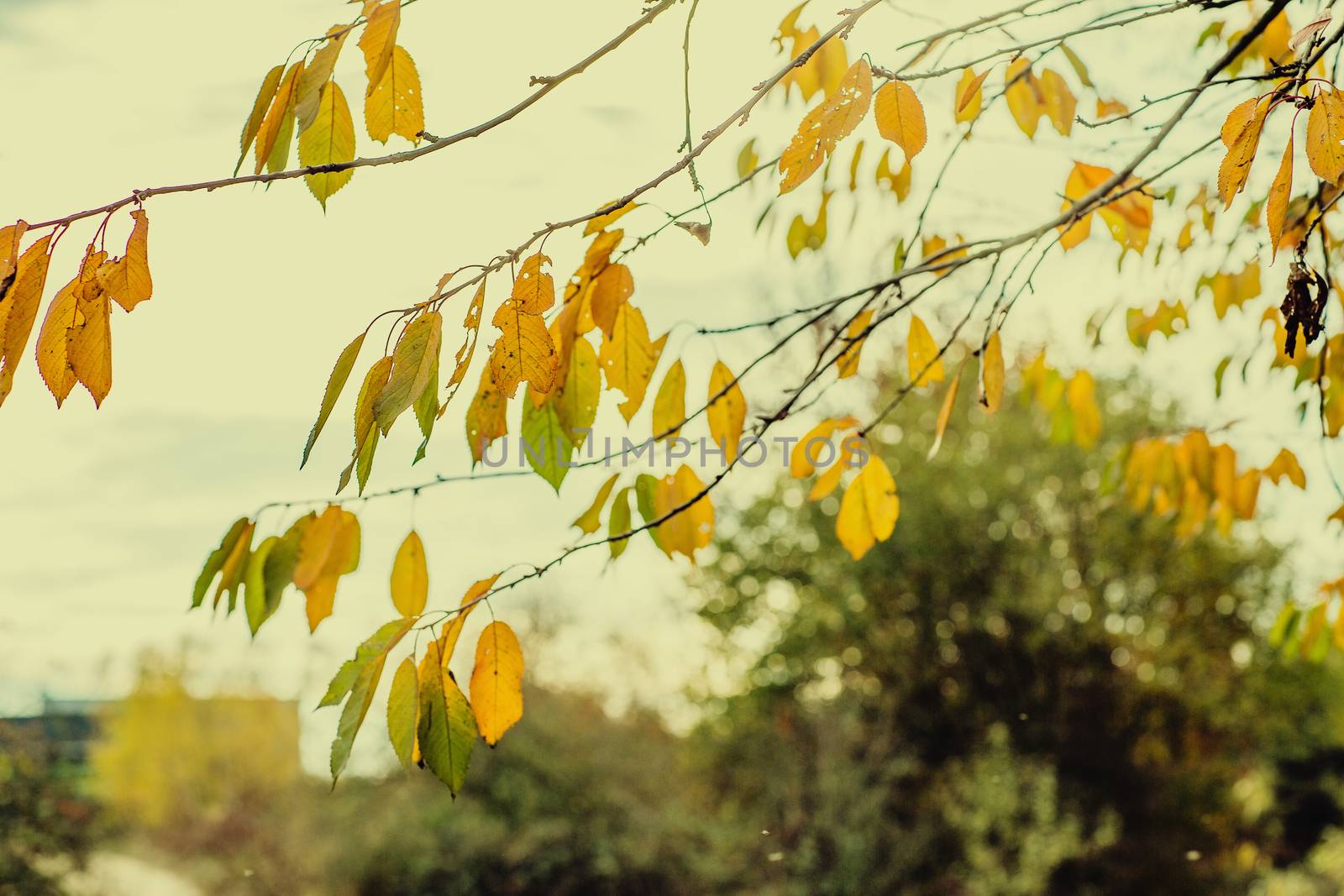 autumn brown nature scene with yellow leaves by fotoduki