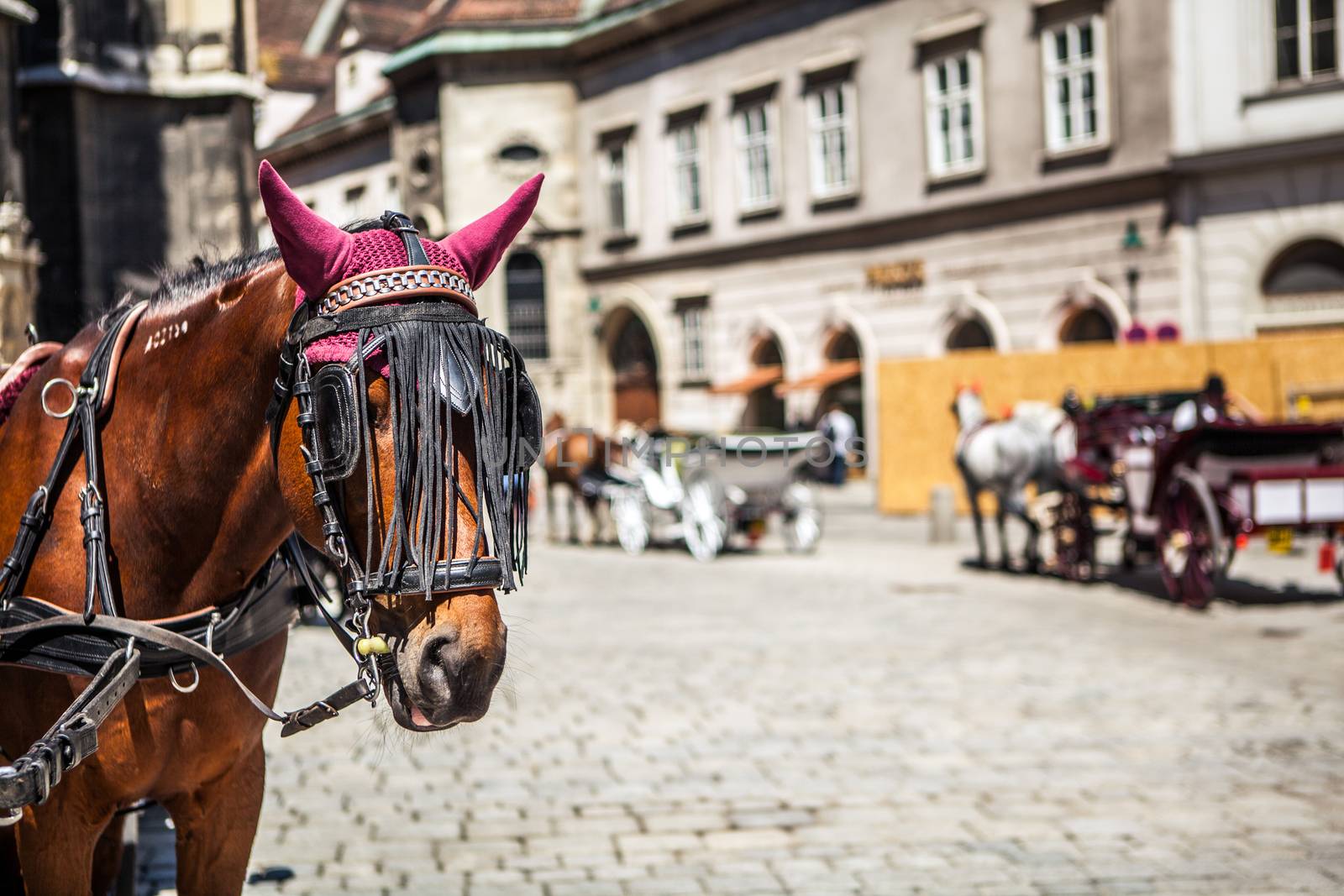 horse on historic europe square by fotoduki
