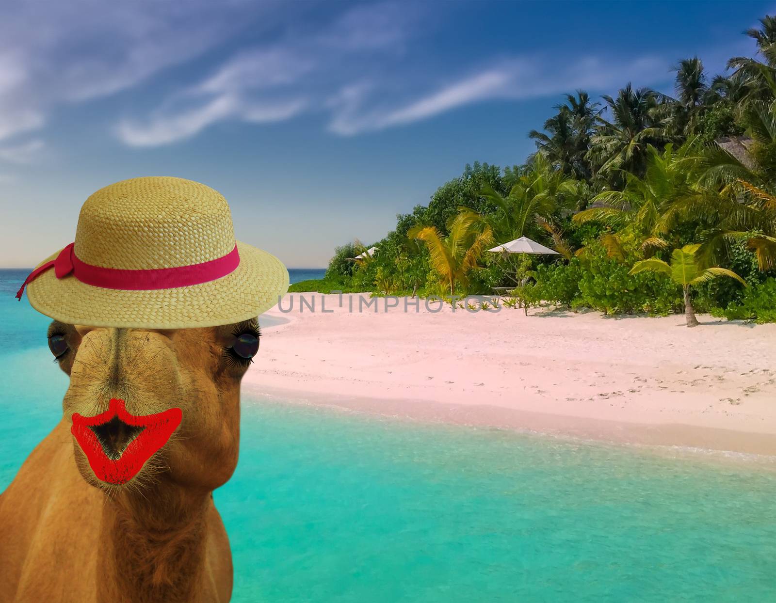 funny holiday concept of a camel in make up and wearing a straw hat at a tropical beach by charlottebleijenberg
