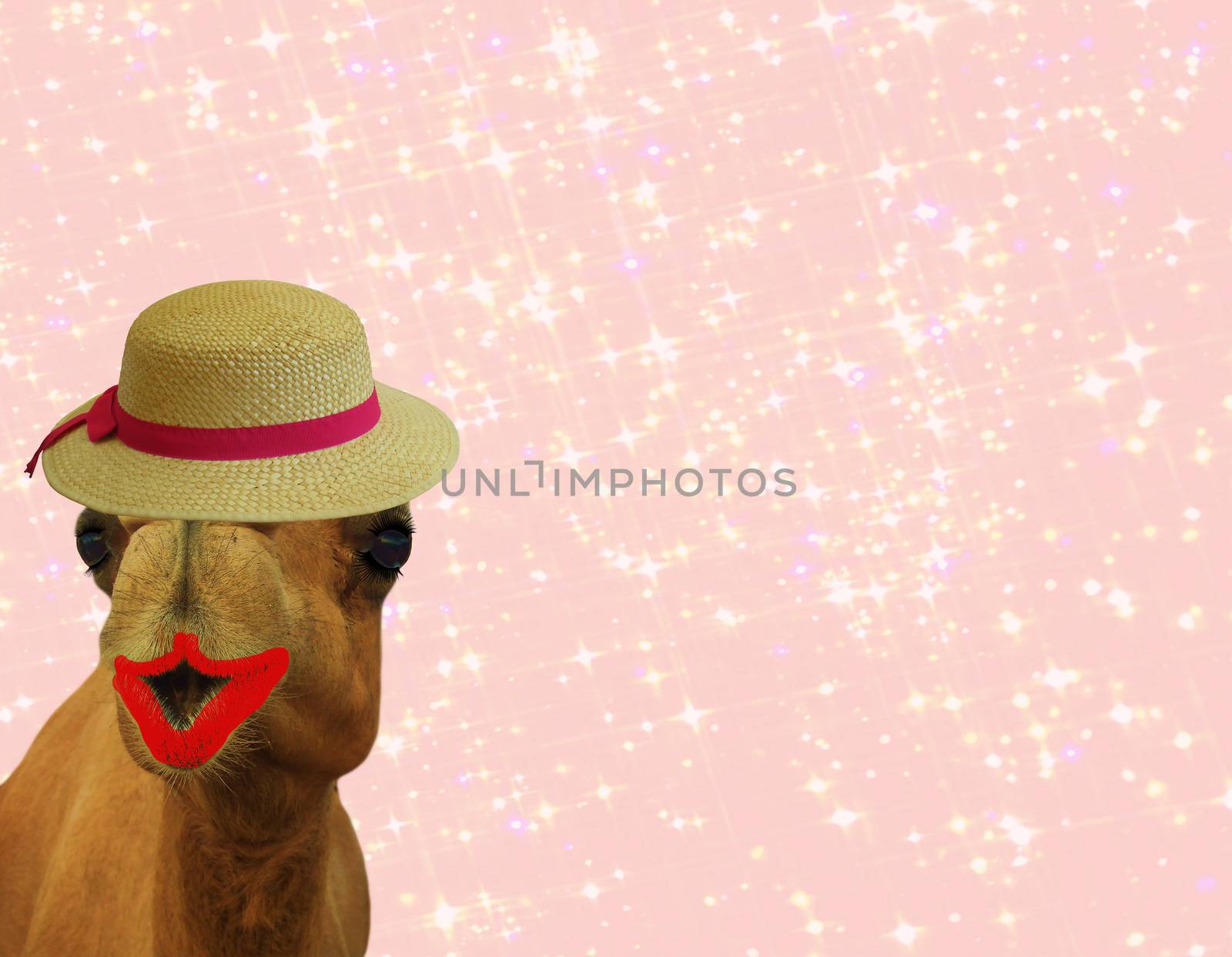 funny camel in make up with lipstick eye lashes and straw hat isolated on pink glittery girly background by charlottebleijenberg