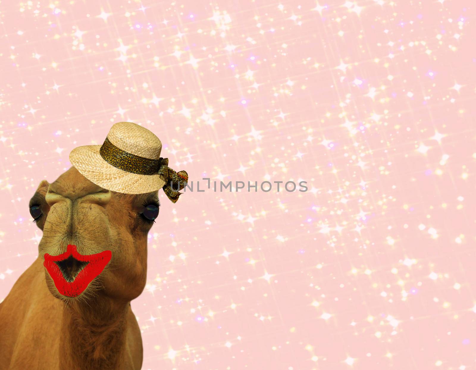 hilarious camel wearing makeup and a straw hat isolated on a girly glittery pink background by charlottebleijenberg