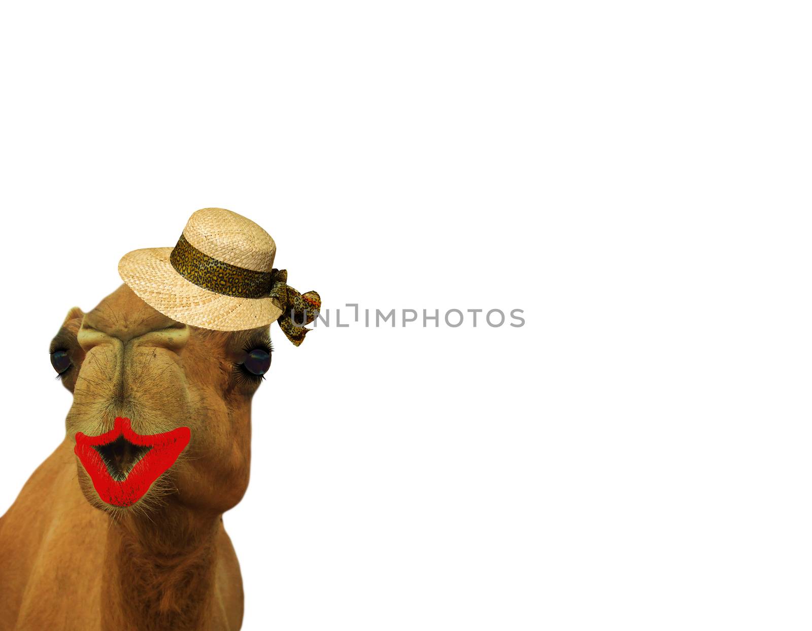 very funny camel wearing makeup and a straw hat isolated on a white background