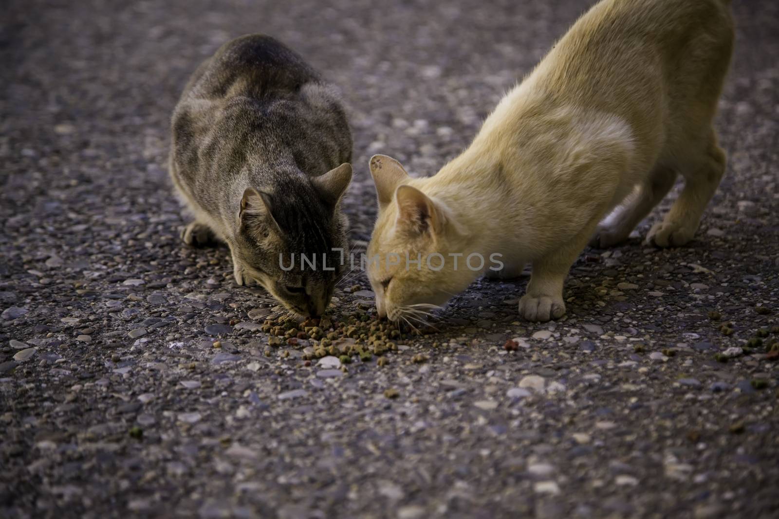 Street cats eating by esebene