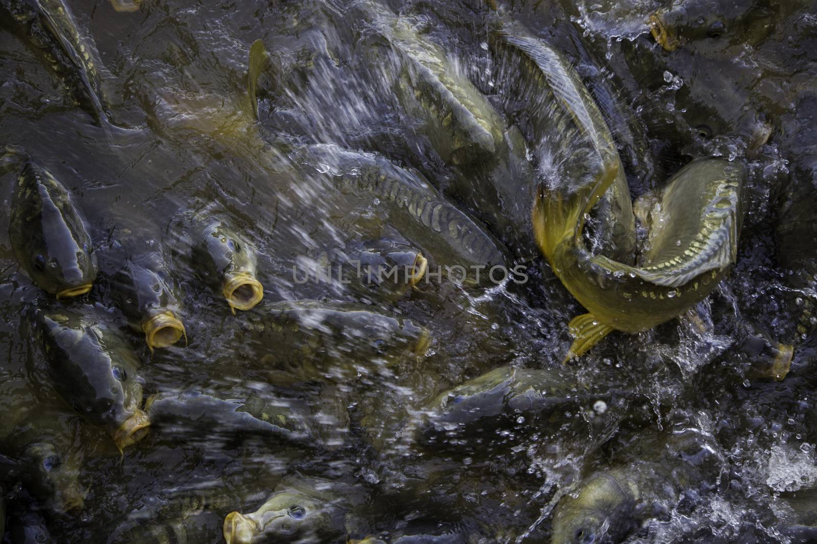 Many fish eating by esebene