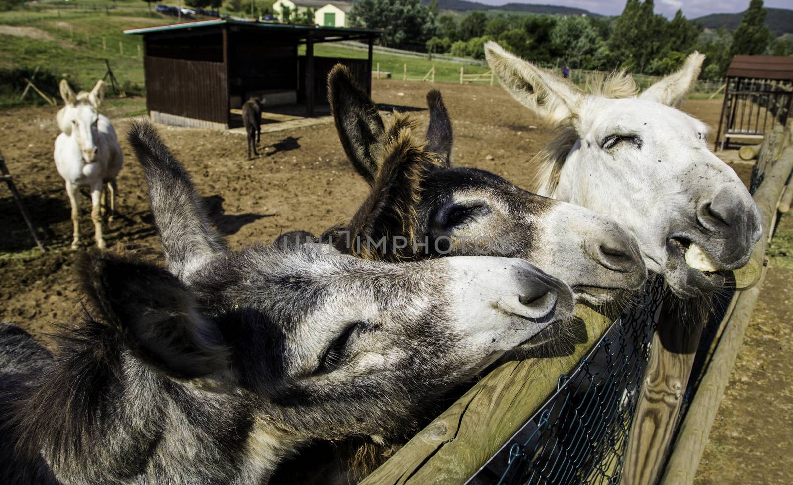 Farm donkeys, mammal animal detail