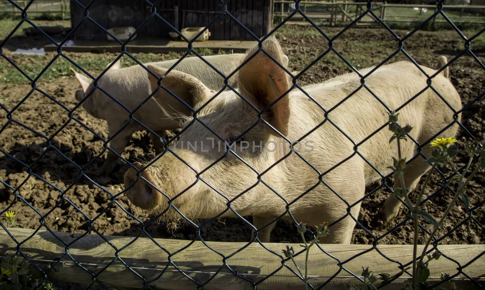 Farm pig, meat industry detail
