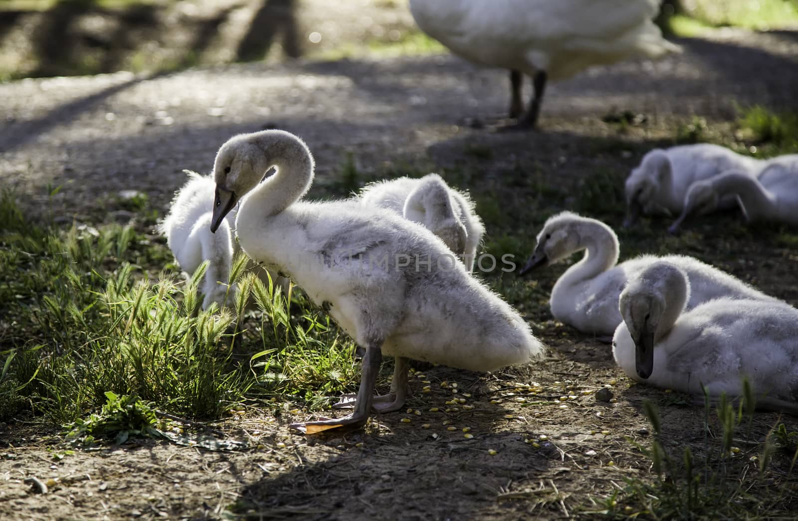 Small white swans, detail of baby birds