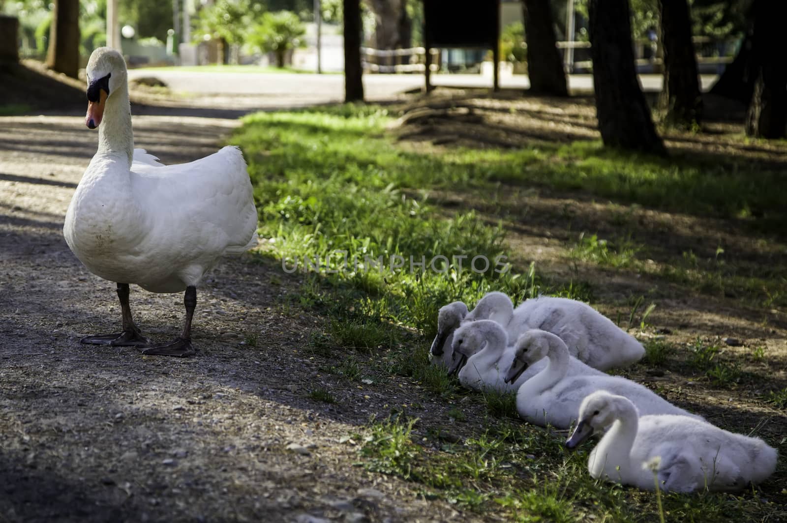 Small white swans by esebene