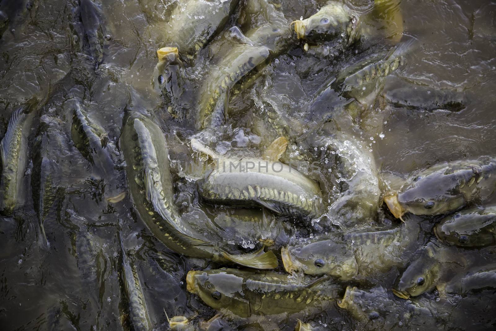 Many fish eating by esebene